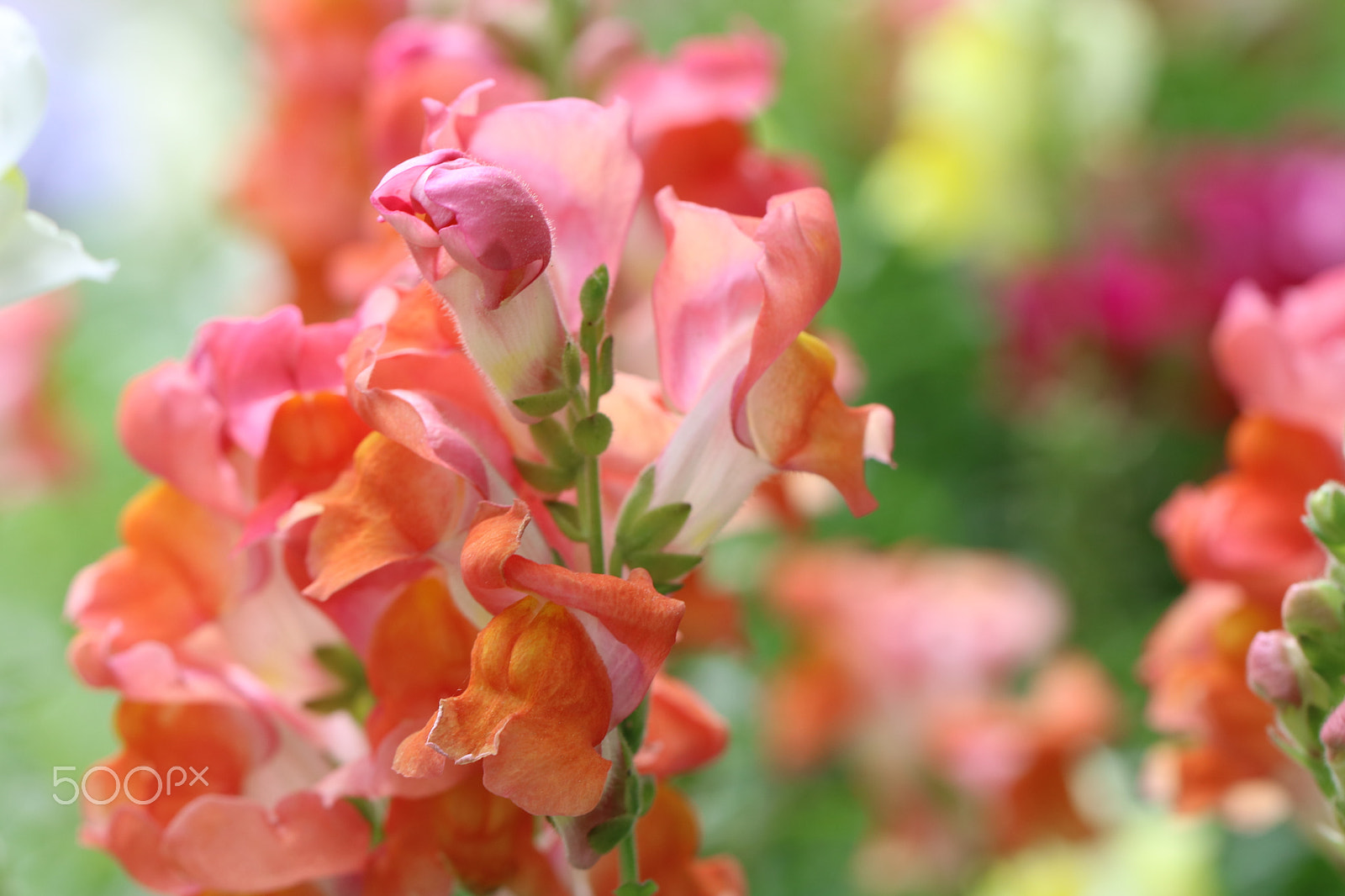 Canon EF 100mm F2.8L Macro IS USM sample photo. Snapdragons 5928 photography