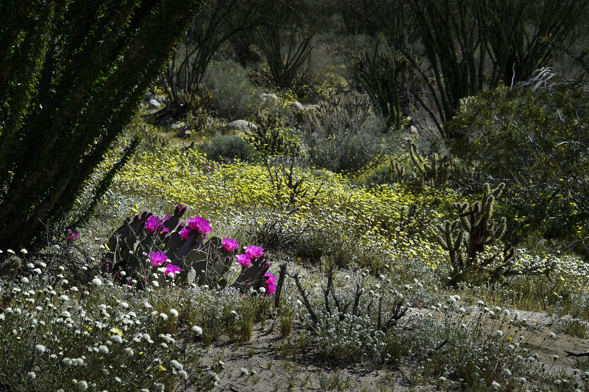 Nikon D4S sample photo. Borrego flowers photography