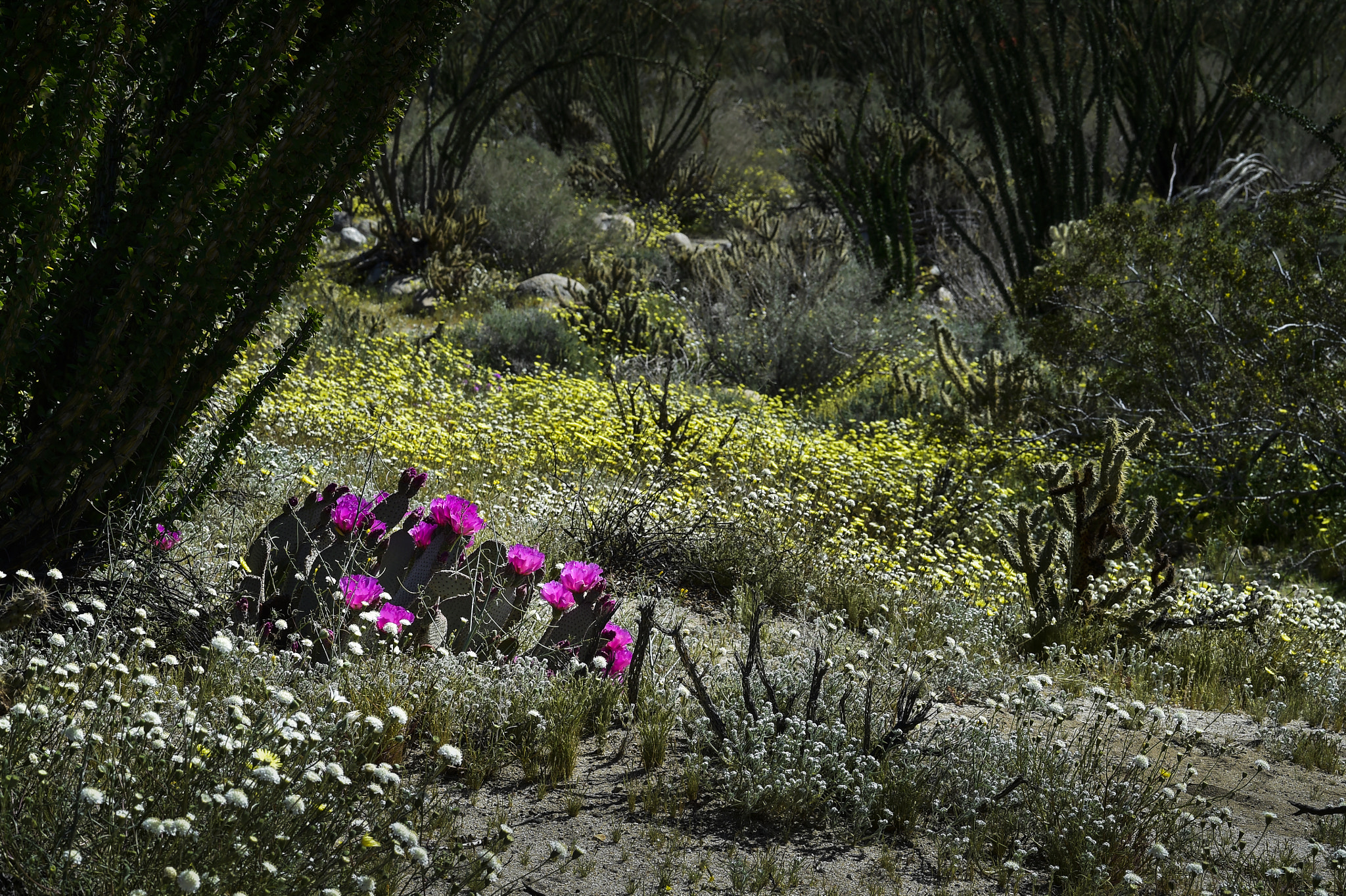 Nikon AF-S Micro-Nikkor 105mm F2.8G IF-ED VR sample photo. Borrego flowers photography