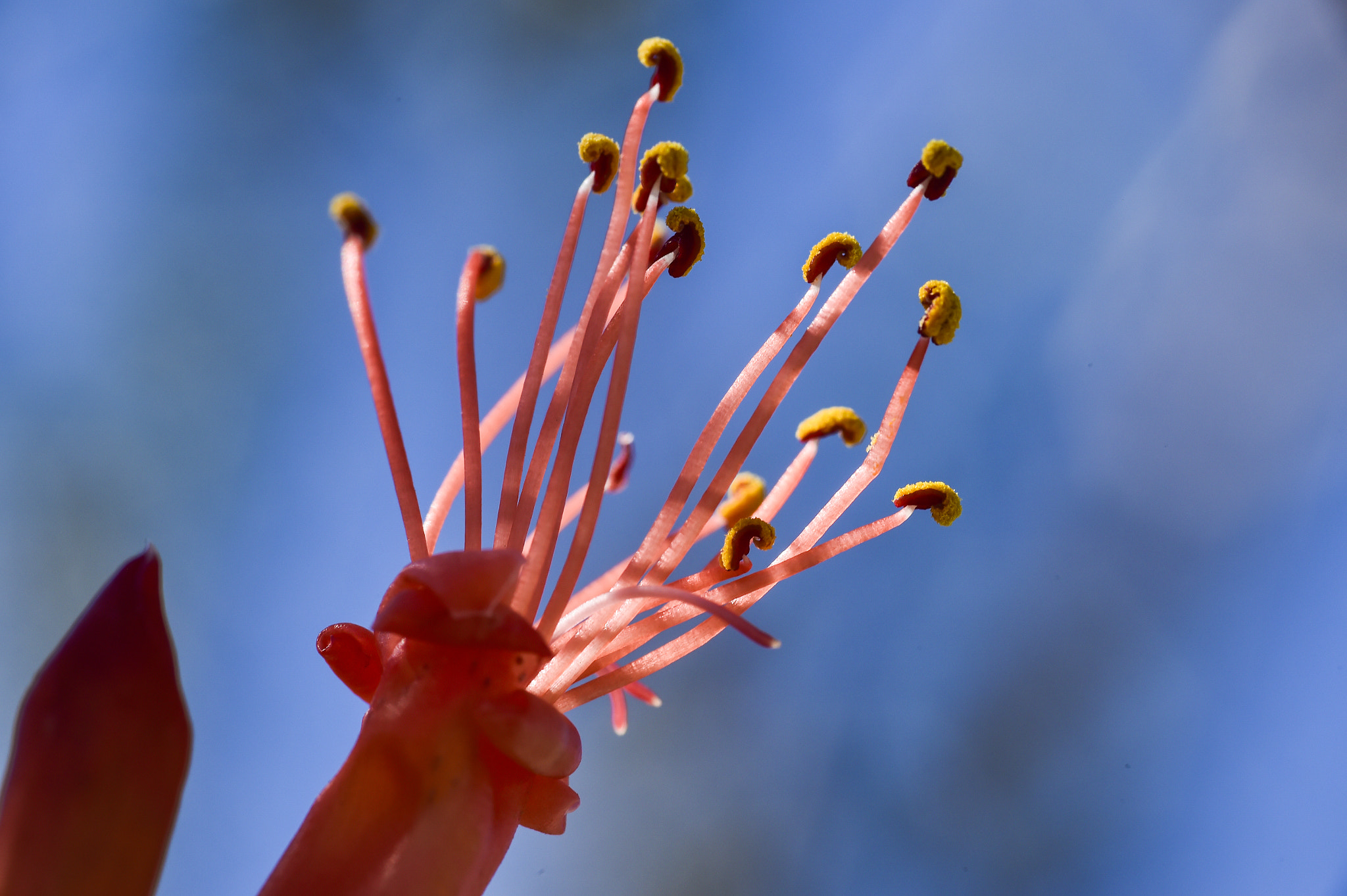 Nikon AF-S Micro-Nikkor 105mm F2.8G IF-ED VR sample photo. Borrego flowers photography