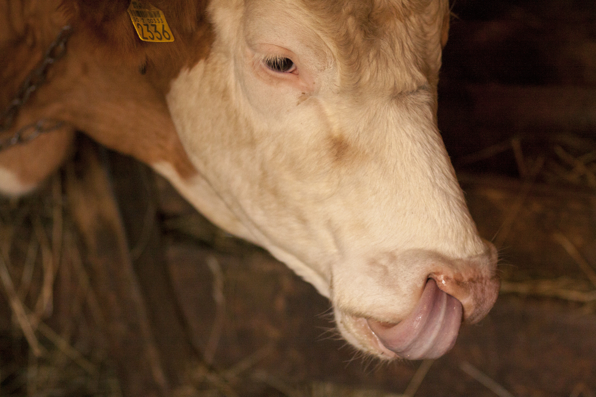 Canon EOS 50D + Canon EF 85mm F1.8 USM sample photo. Cow tongue photography