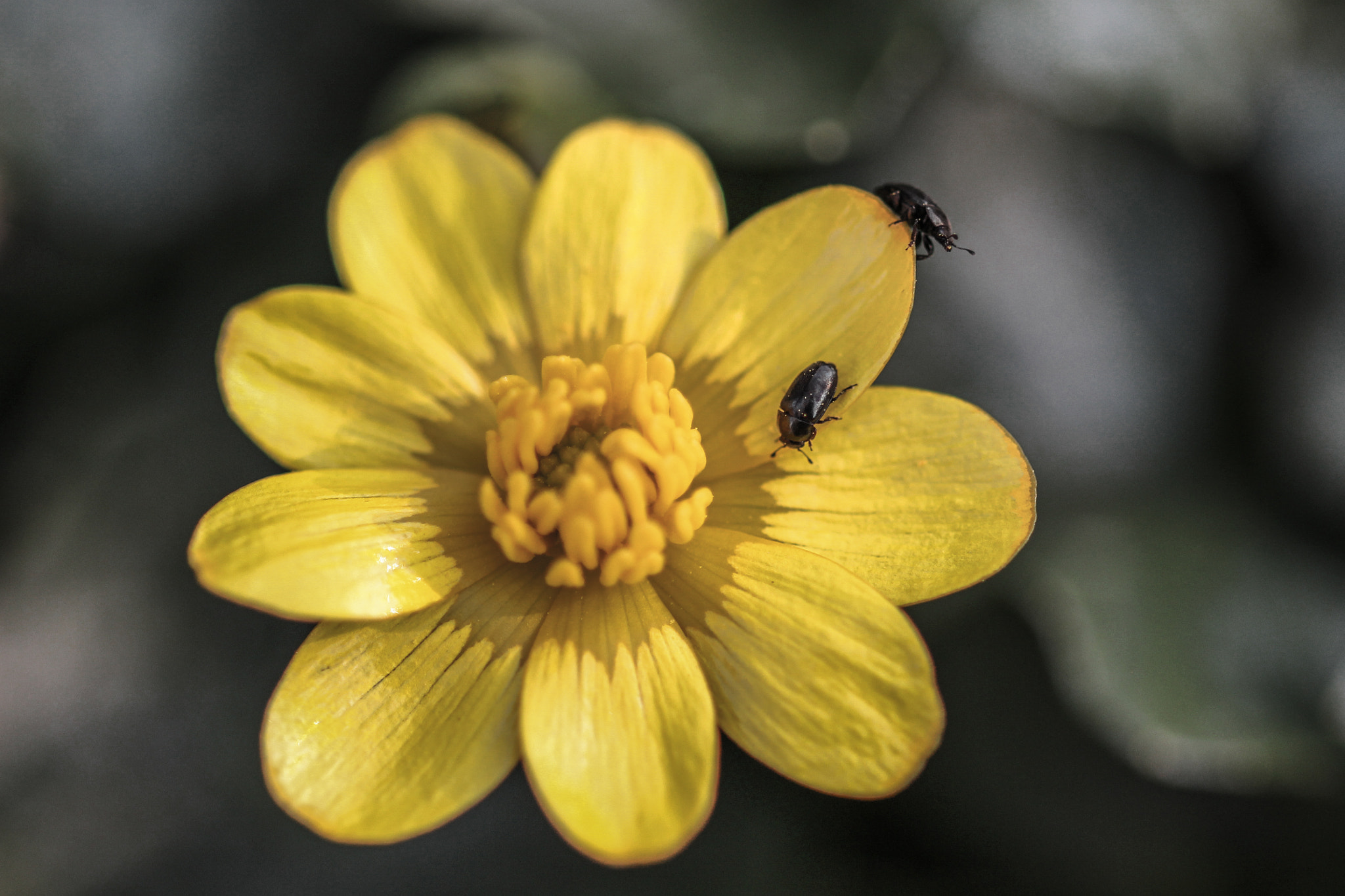 Canon EOS 100D (EOS Rebel SL1 / EOS Kiss X7) + Sigma 105mm F2.8 EX DG OS HSM sample photo. Insects on the buttercup photography