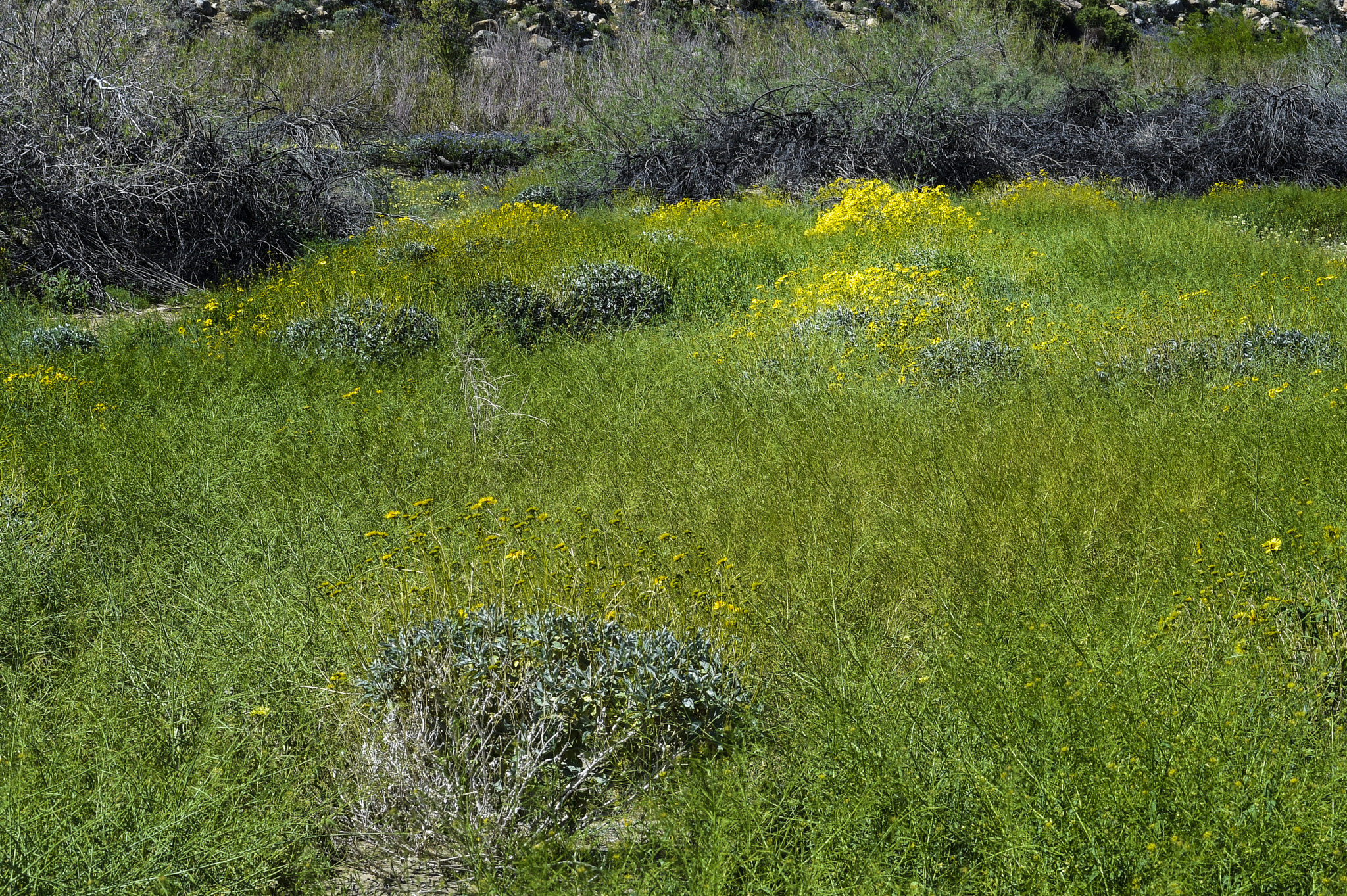 Nikon AF-S Micro-Nikkor 105mm F2.8G IF-ED VR sample photo. Borrego flowers photography