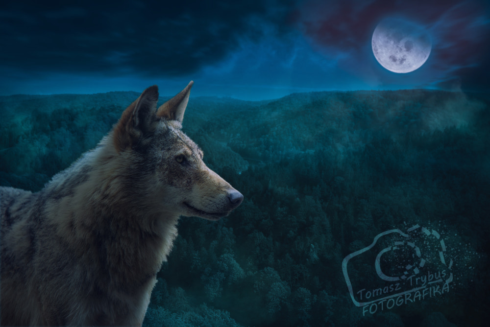 Sigma 70-200mm F2.8 EX DG Macro HSM II sample photo. Grey alpha wolf during full moon night in the wilderness. photography