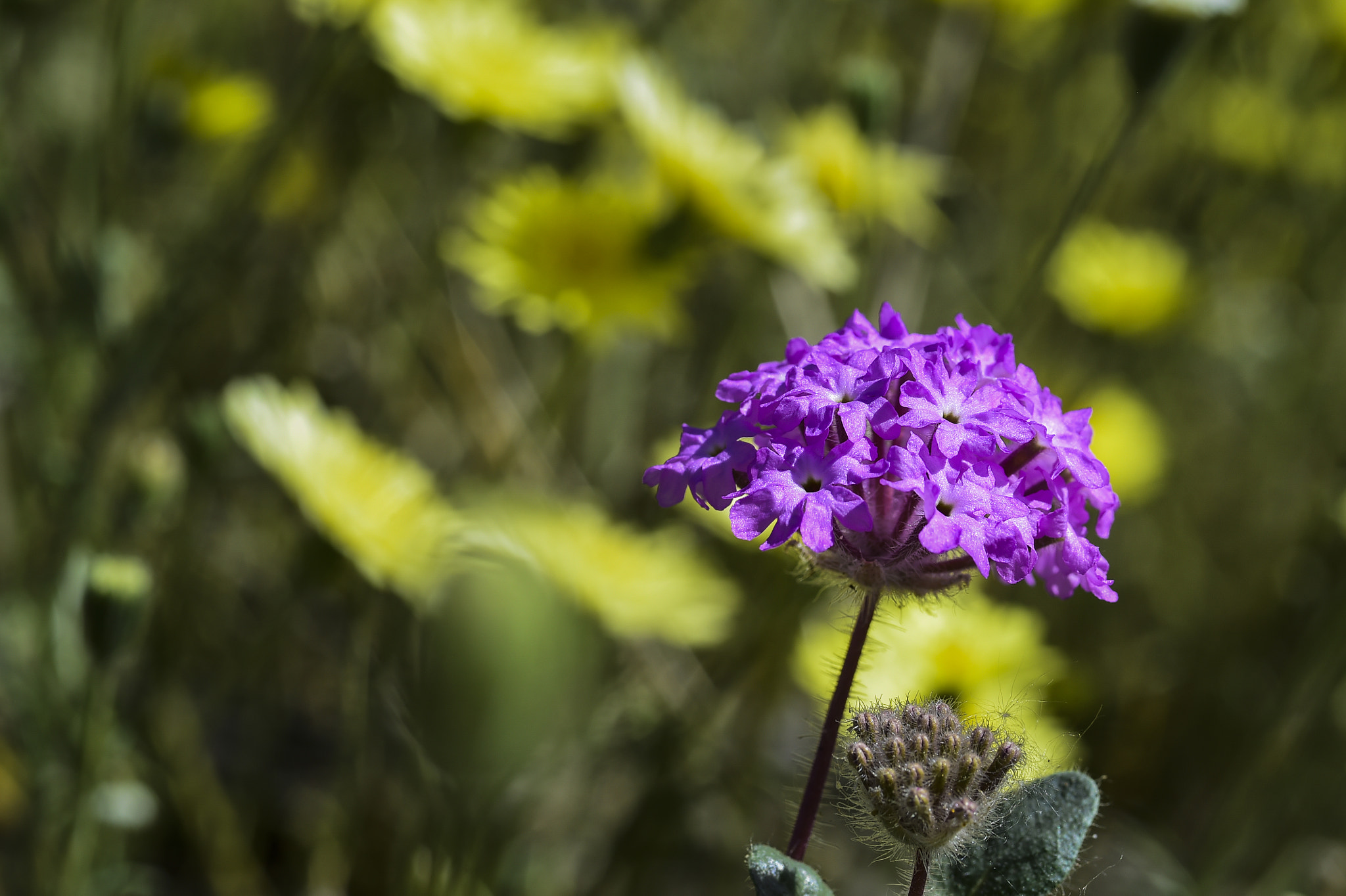 Nikon AF-S Micro-Nikkor 105mm F2.8G IF-ED VR sample photo. Borrego flowers photography