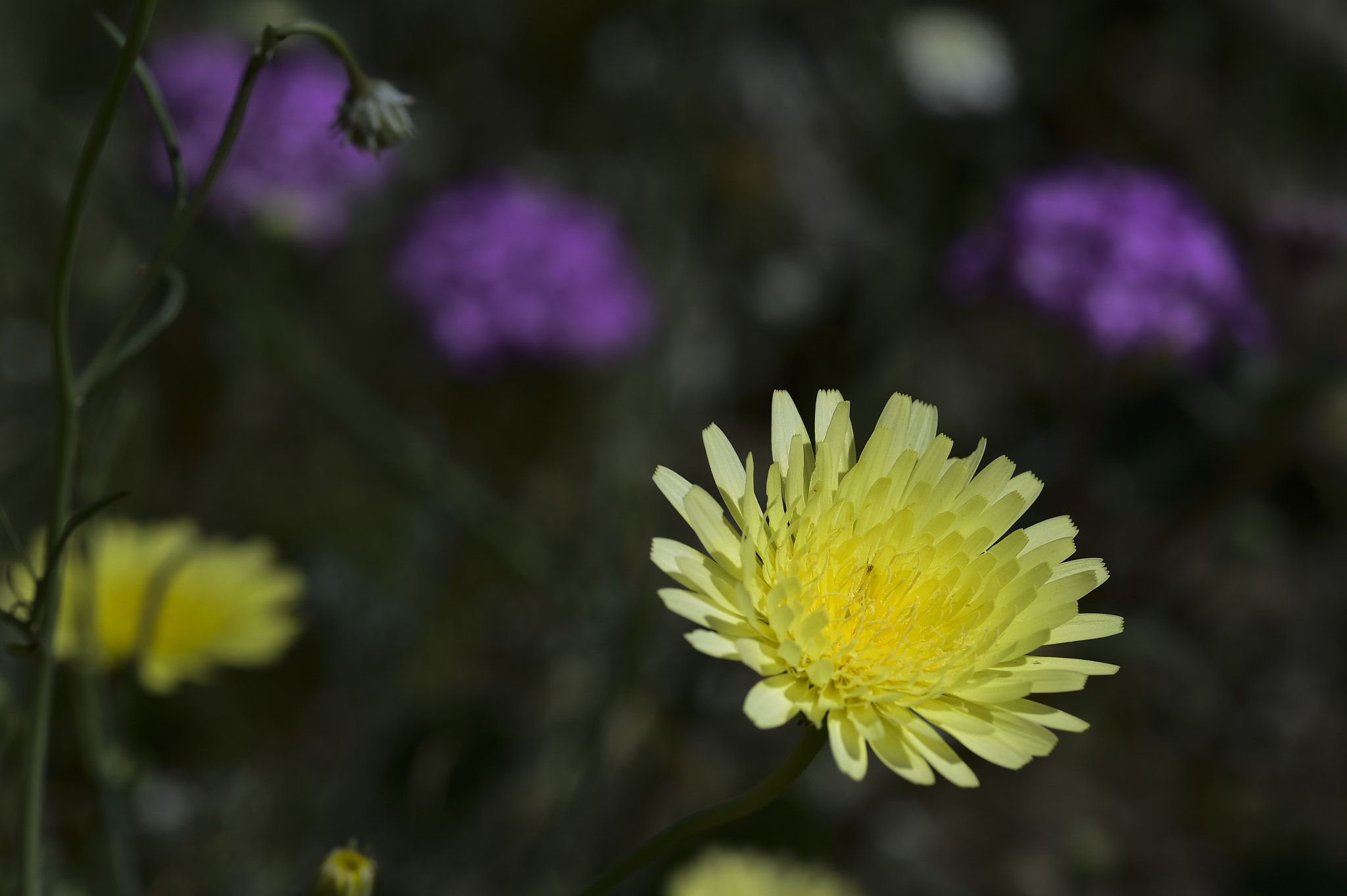 Nikon AF-S Micro-Nikkor 105mm F2.8G IF-ED VR sample photo. Borrego flowers photography