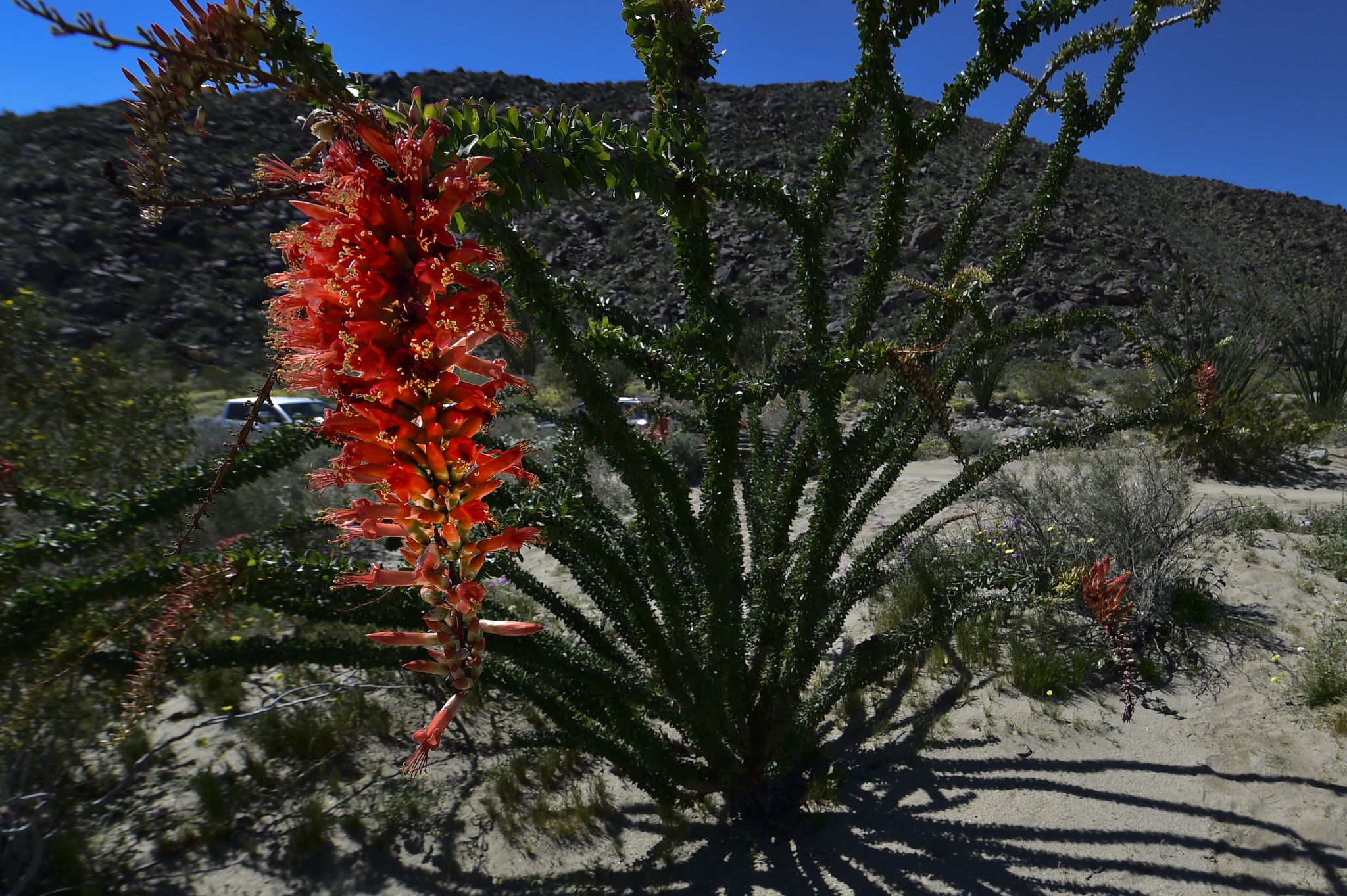 Nikon AF-S Nikkor 14-24mm F2.8G ED sample photo. Borrego flowers photography