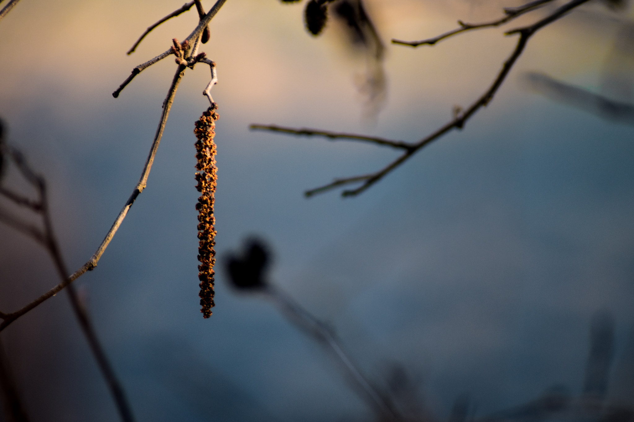 Nikon D5500 + Sigma 70-300mm F4-5.6 DG Macro sample photo. Seeds photography