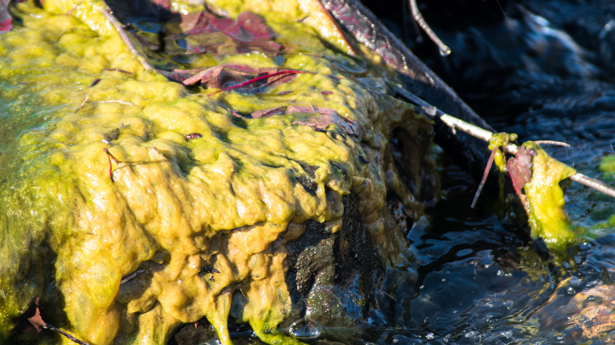 Sigma 70-300mm F4-5.6 DG Macro sample photo. Algae! photography