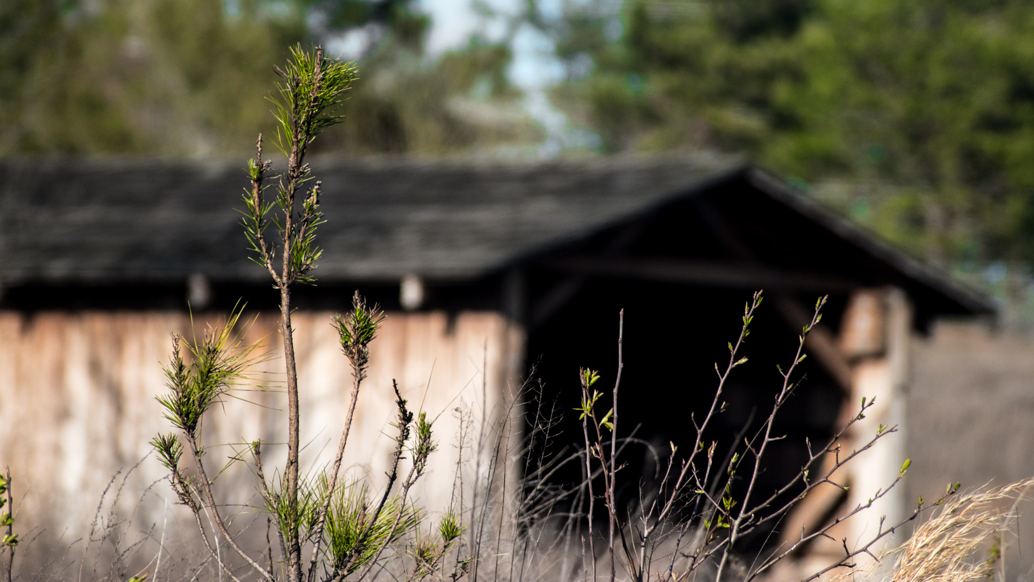 Nikon D5500 sample photo. A plant too close photography