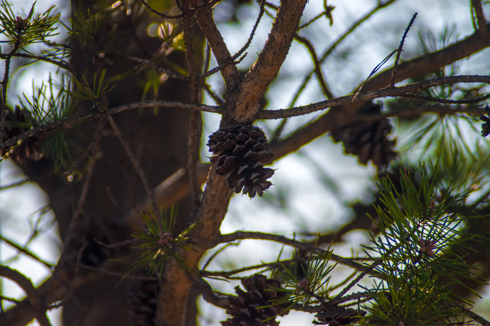 Nikon D5500 + Sigma 70-300mm F4-5.6 DG Macro sample photo. Cone of silence photography