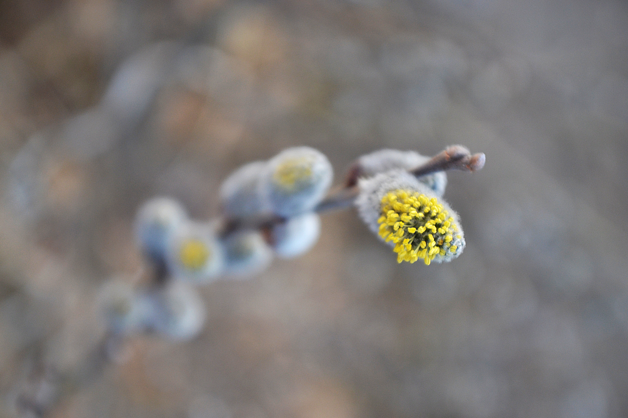 Sigma 18-50mm F2.8-4.5 DC OS HSM sample photo. Martisor photography