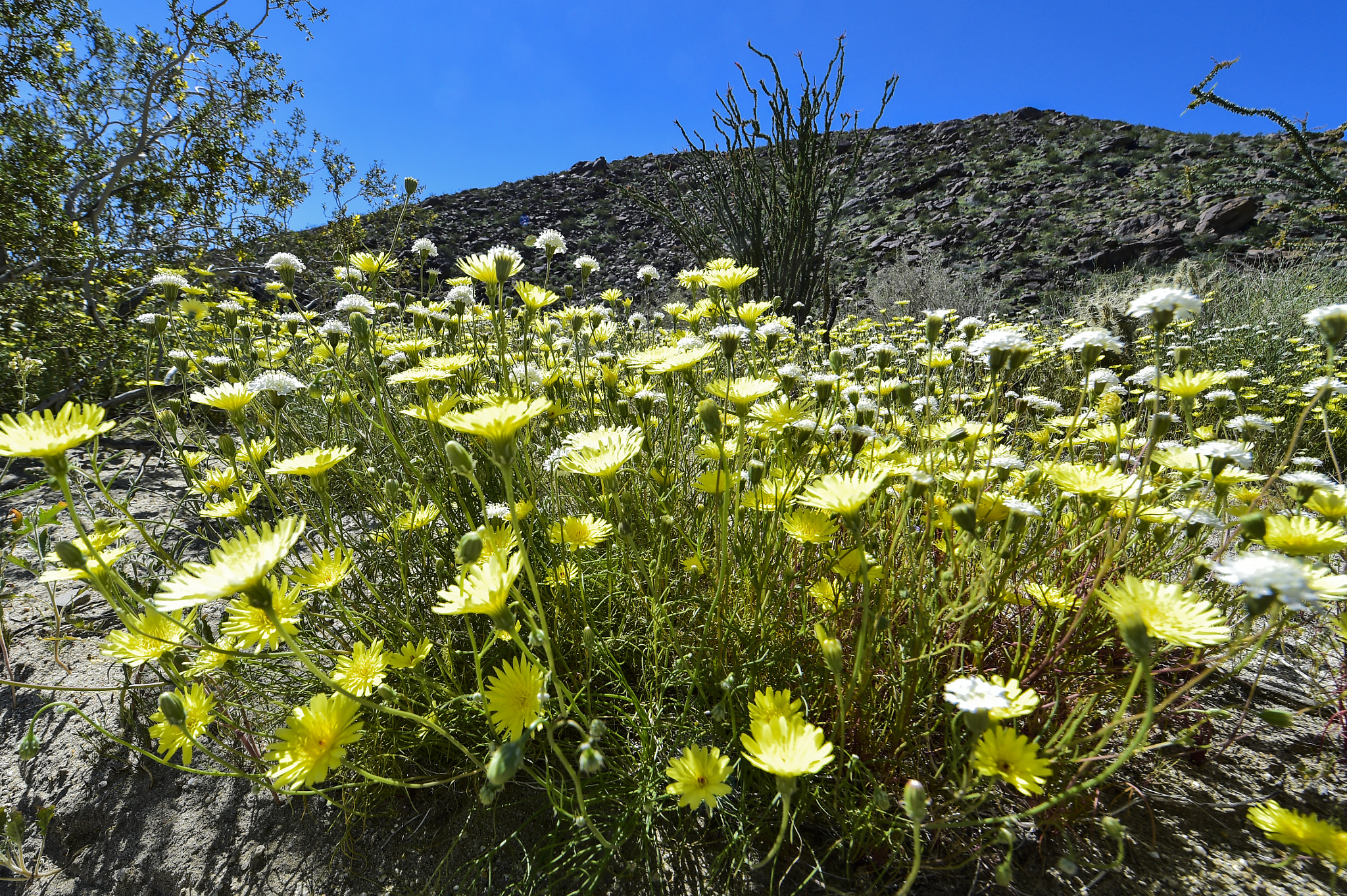 Nikon AF-S Nikkor 14-24mm F2.8G ED sample photo. Borrego flowers photography