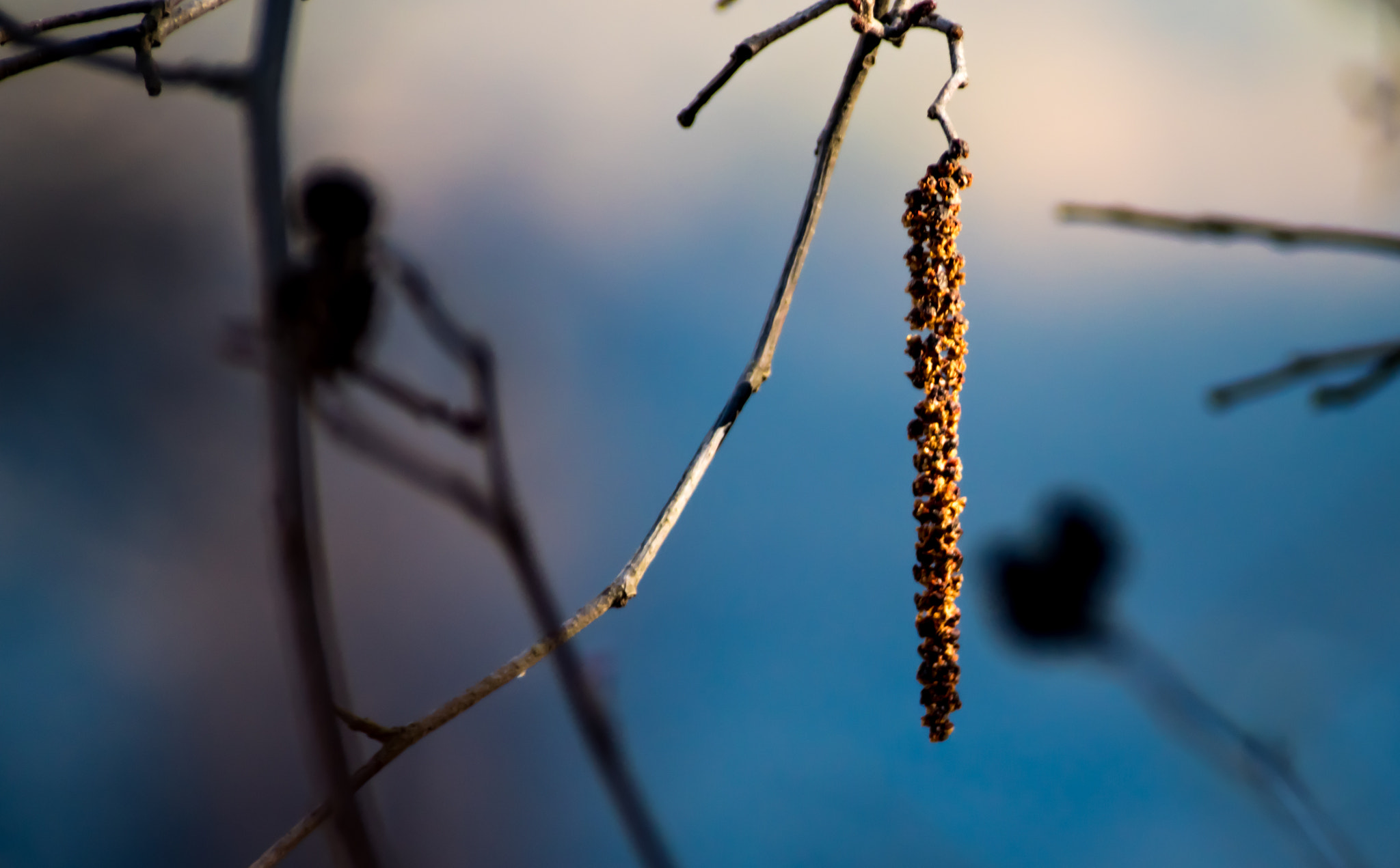 Sigma 70-300mm F4-5.6 DG Macro sample photo. Waiting to spread photography