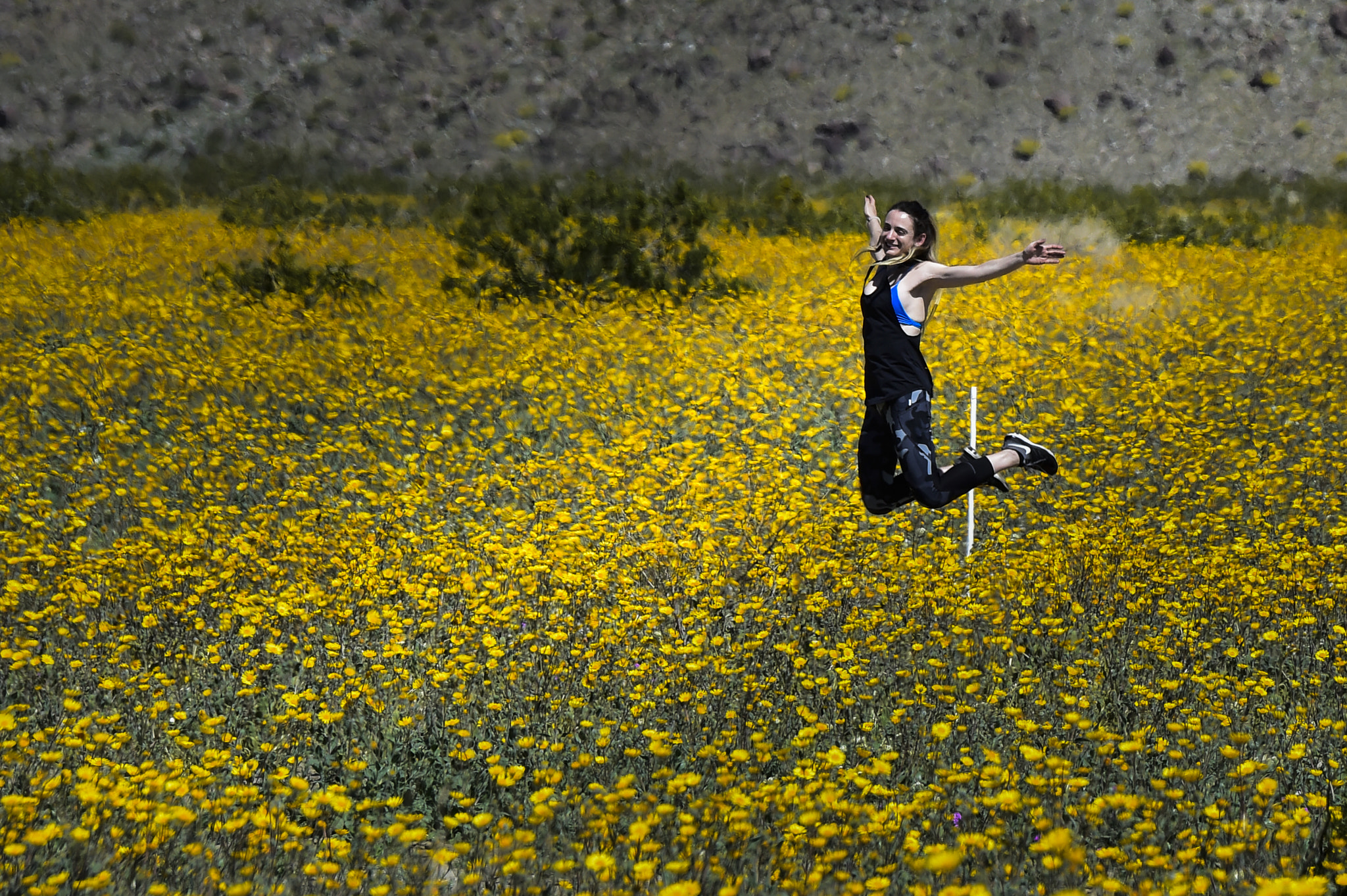 Nikon D4S sample photo. Borrego flowers photography