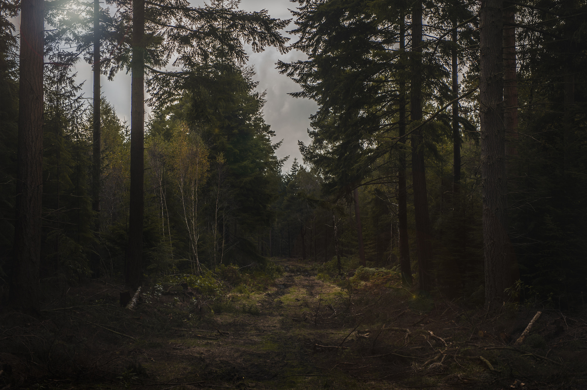 Nikon D3 sample photo. New forest photography