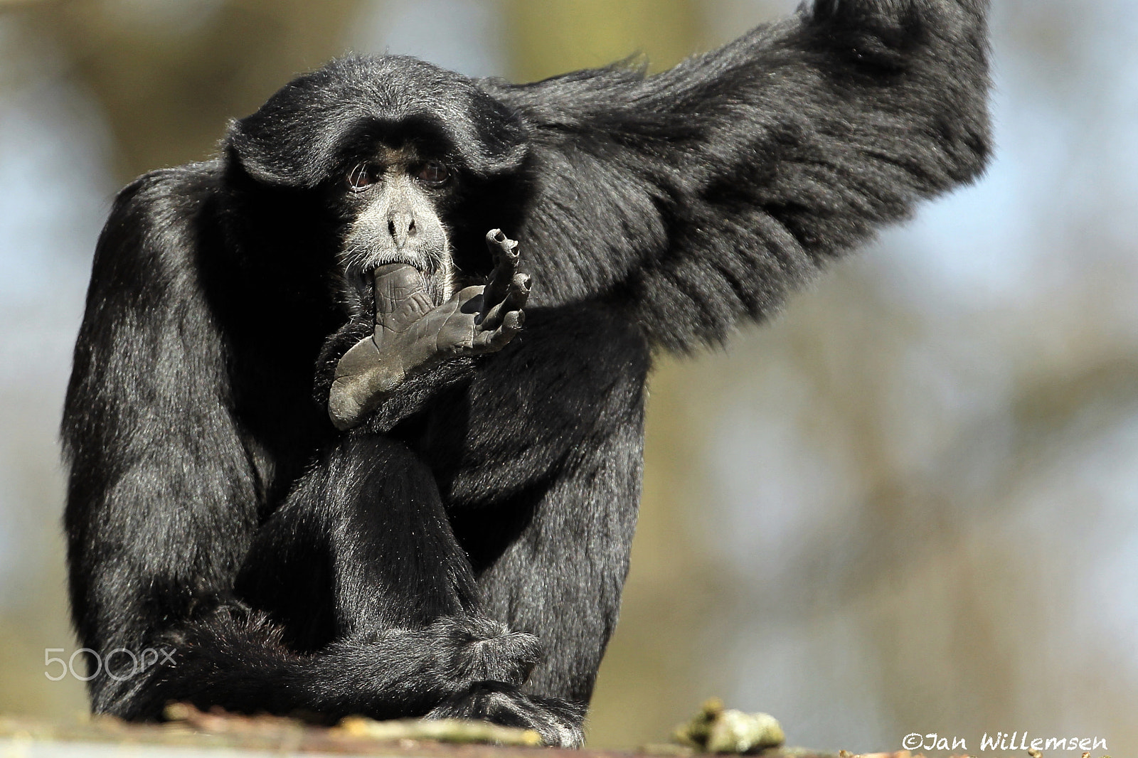 Canon EF 300mm F2.8L IS II USM sample photo. Siamang photography