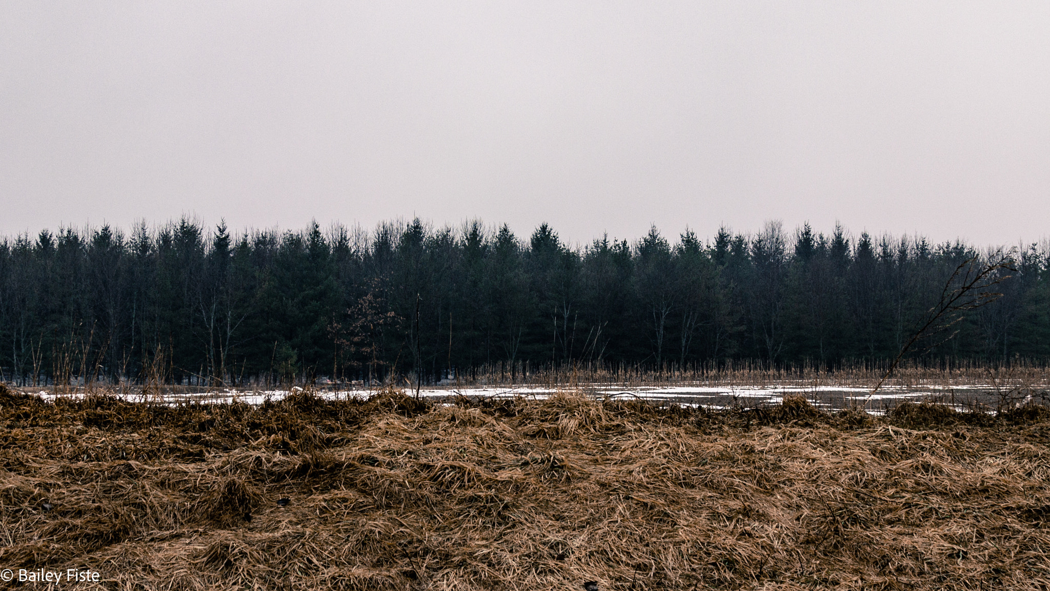 Canon EF 24-105mm F4L IS USM sample photo. Lonely forest photography