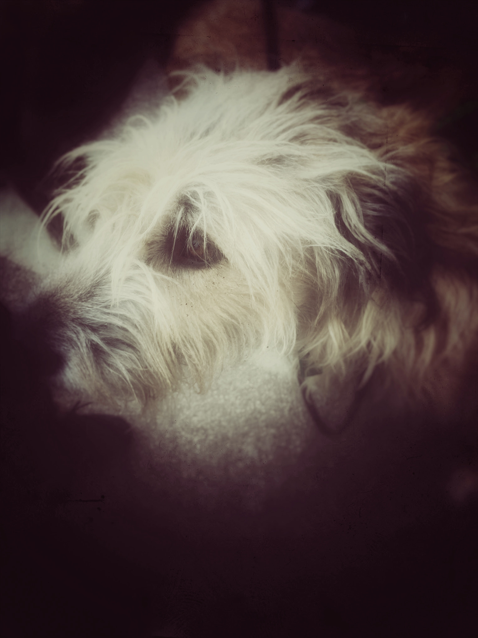 Apple iPhone8,1 sample photo. Irish wolfhound photography