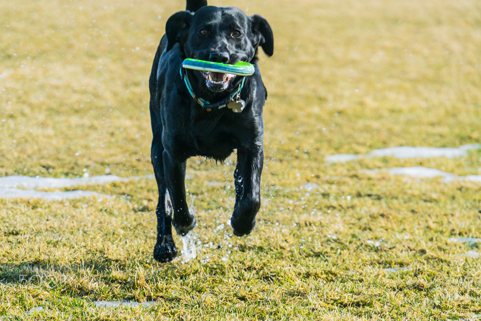 Sony E 18-200mm F3.5-6.3 OSS sample photo. Dog at the park photography