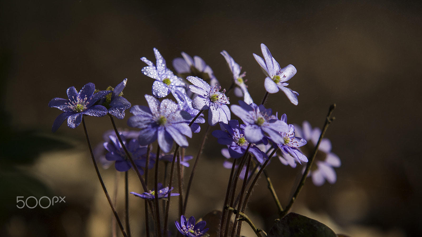 Nikon D3100 + Sigma APO 100-300mm F4 EX IF HSM sample photo. Spring photography