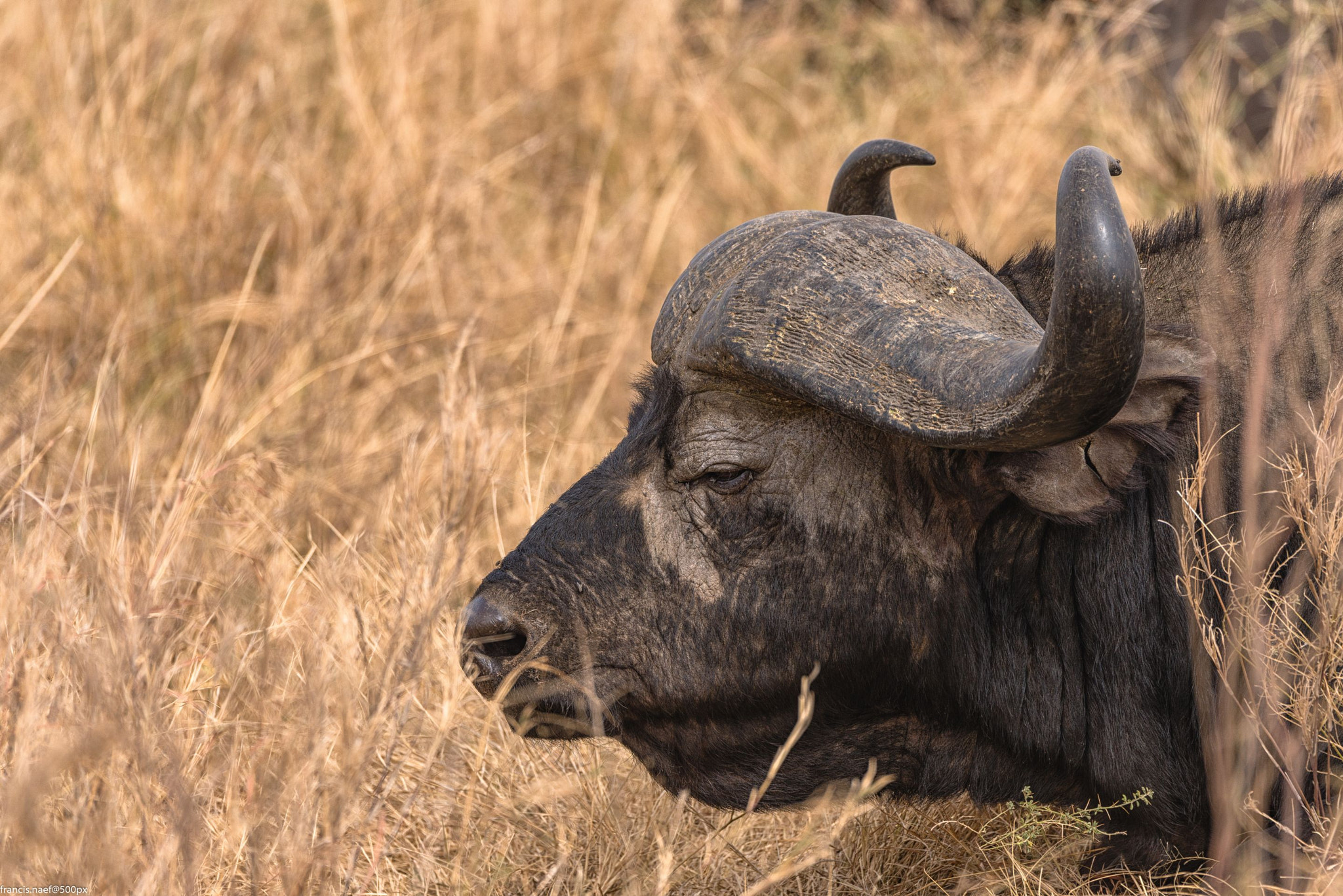 Nikon D800 + Sigma 150-600mm F5-6.3 DG OS HSM | S sample photo. African buffalo photography