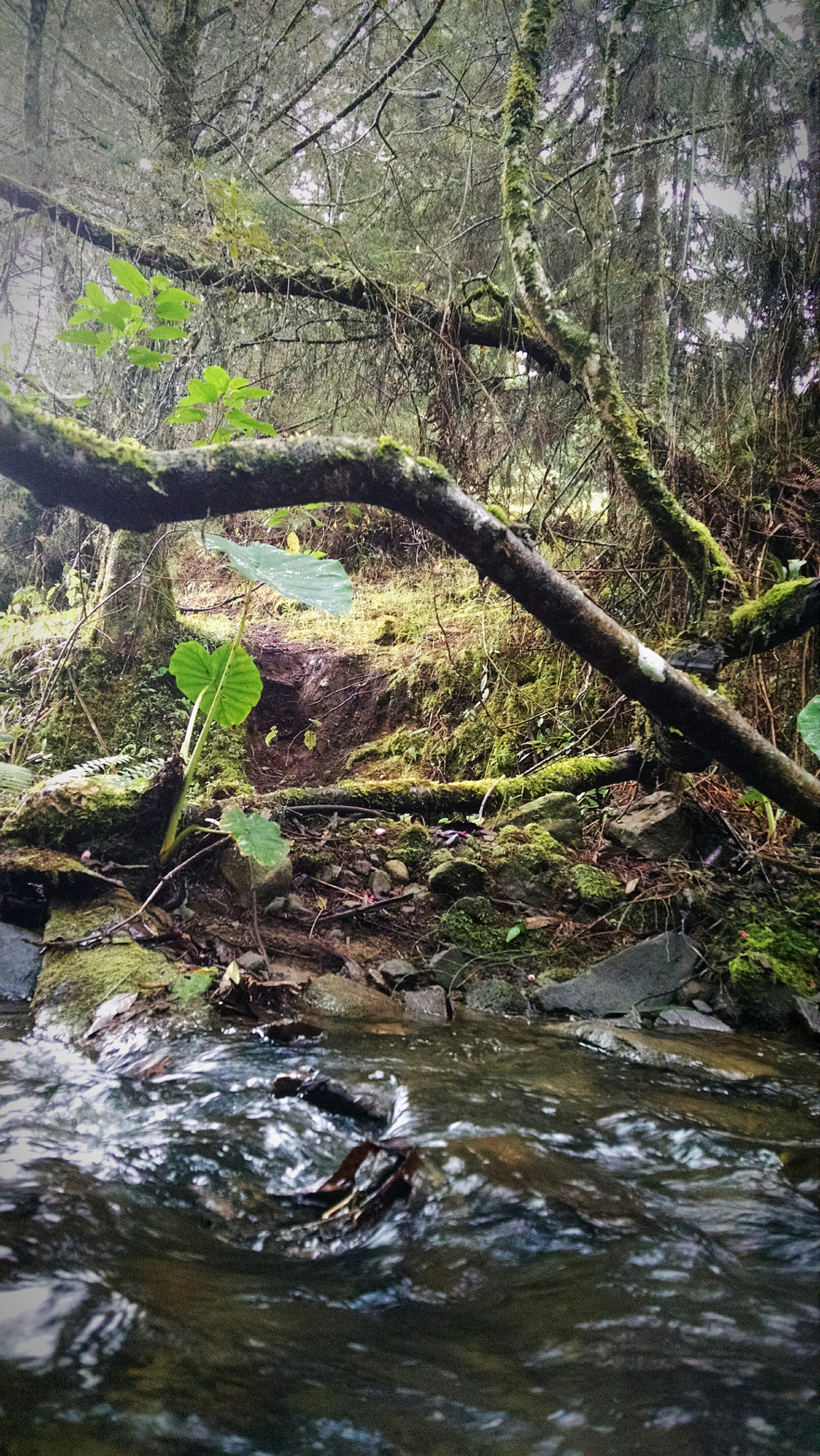 Motorola Droid Mini sample photo. Magia photography