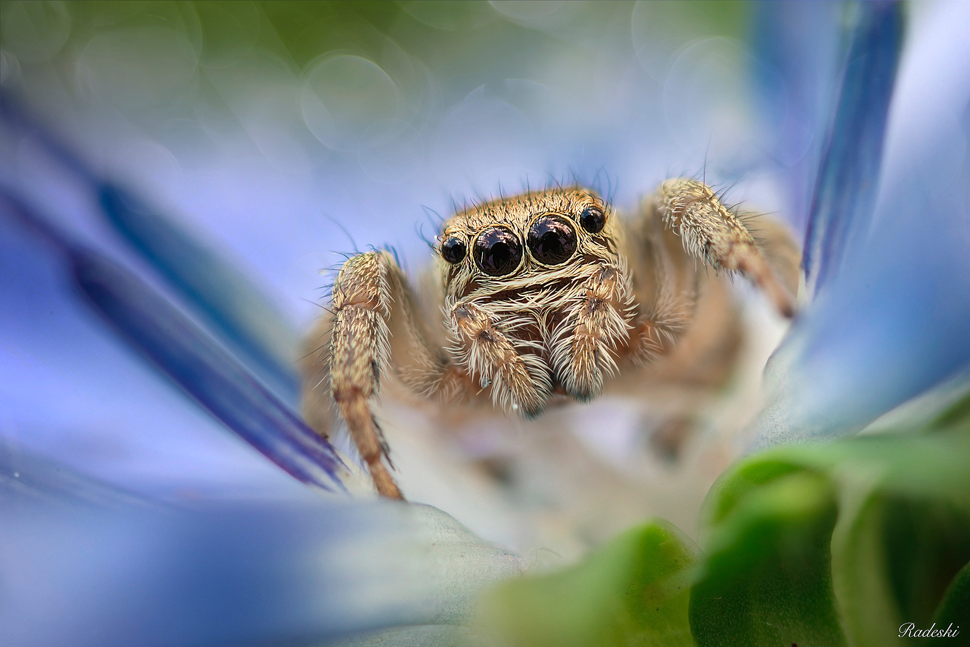 Nikon D800E + Nikon AF Micro-Nikkor 60mm F2.8D sample photo. Jumping spider photography