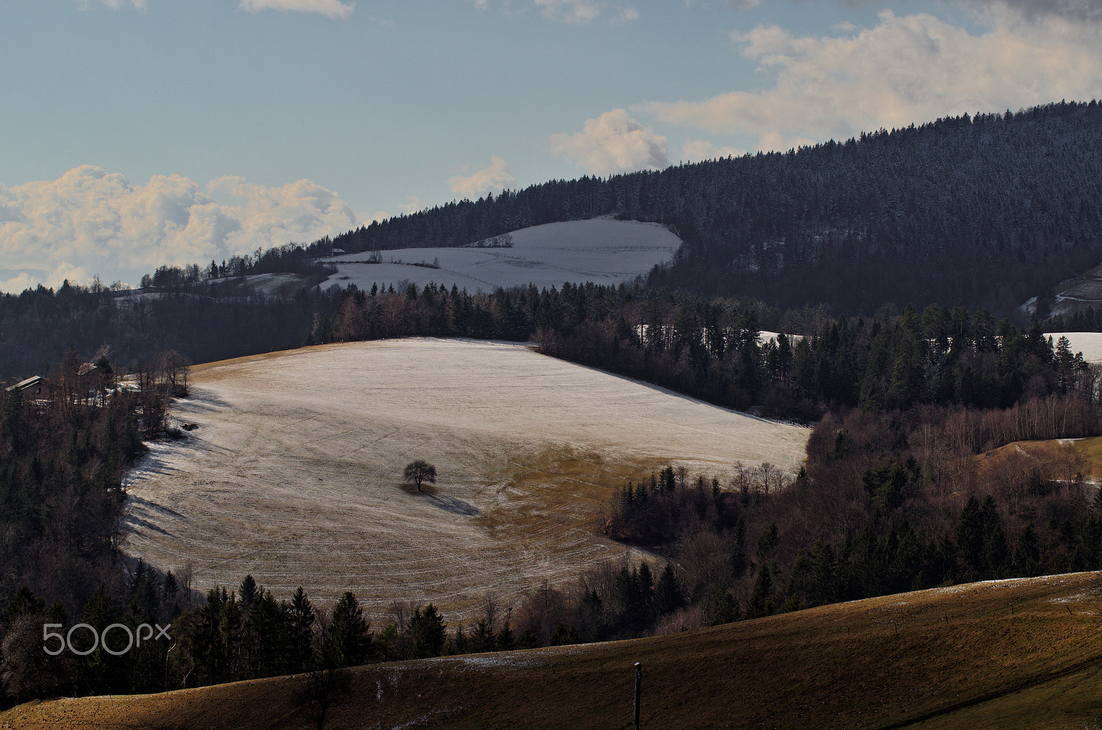 Pentax K-50 + Tamron AF 70-300mm F4-5.6 LD Macro 1:2 sample photo. Tree in the meadow photography