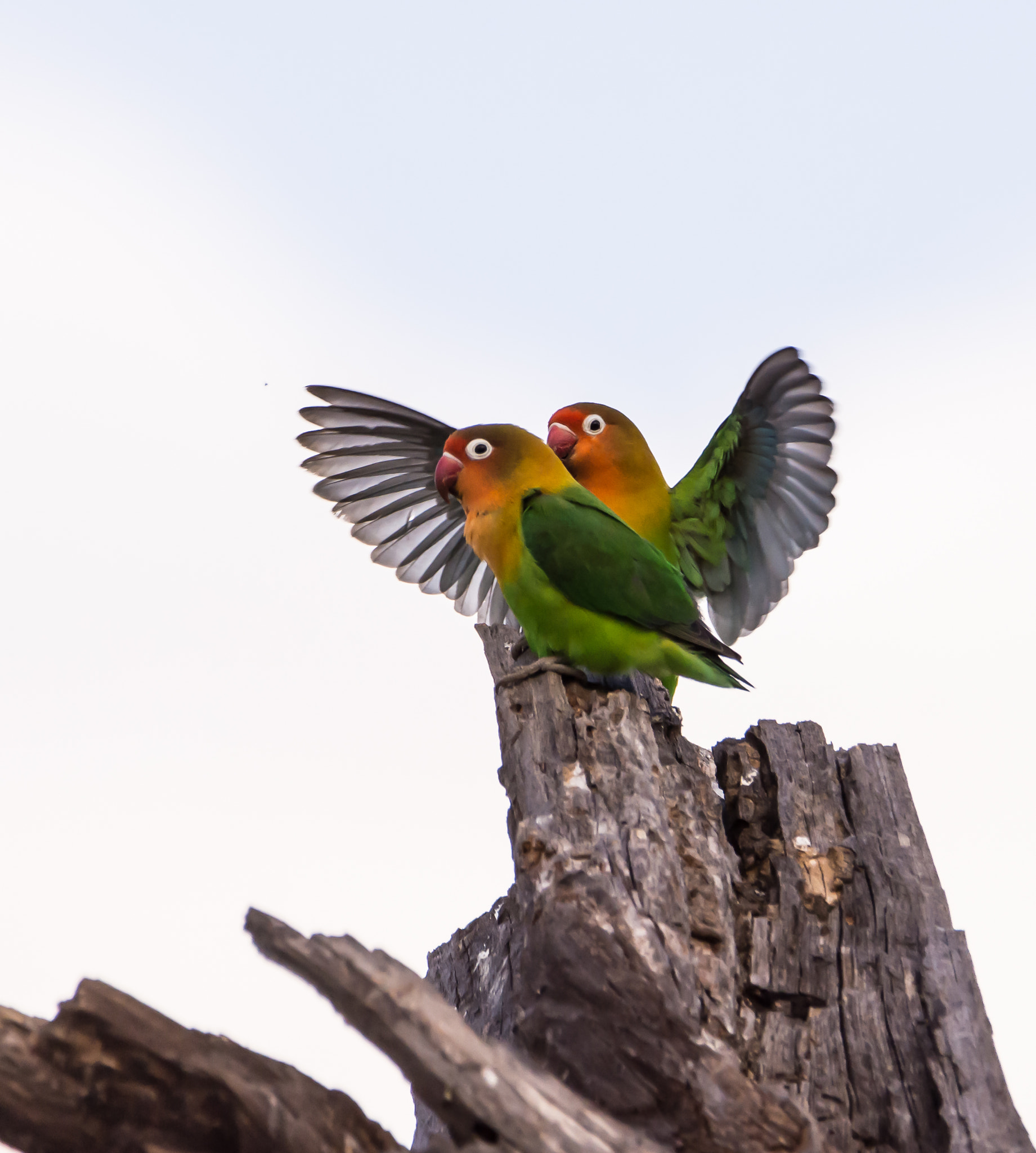Nikon D7200 sample photo. Love birds,africa photography
