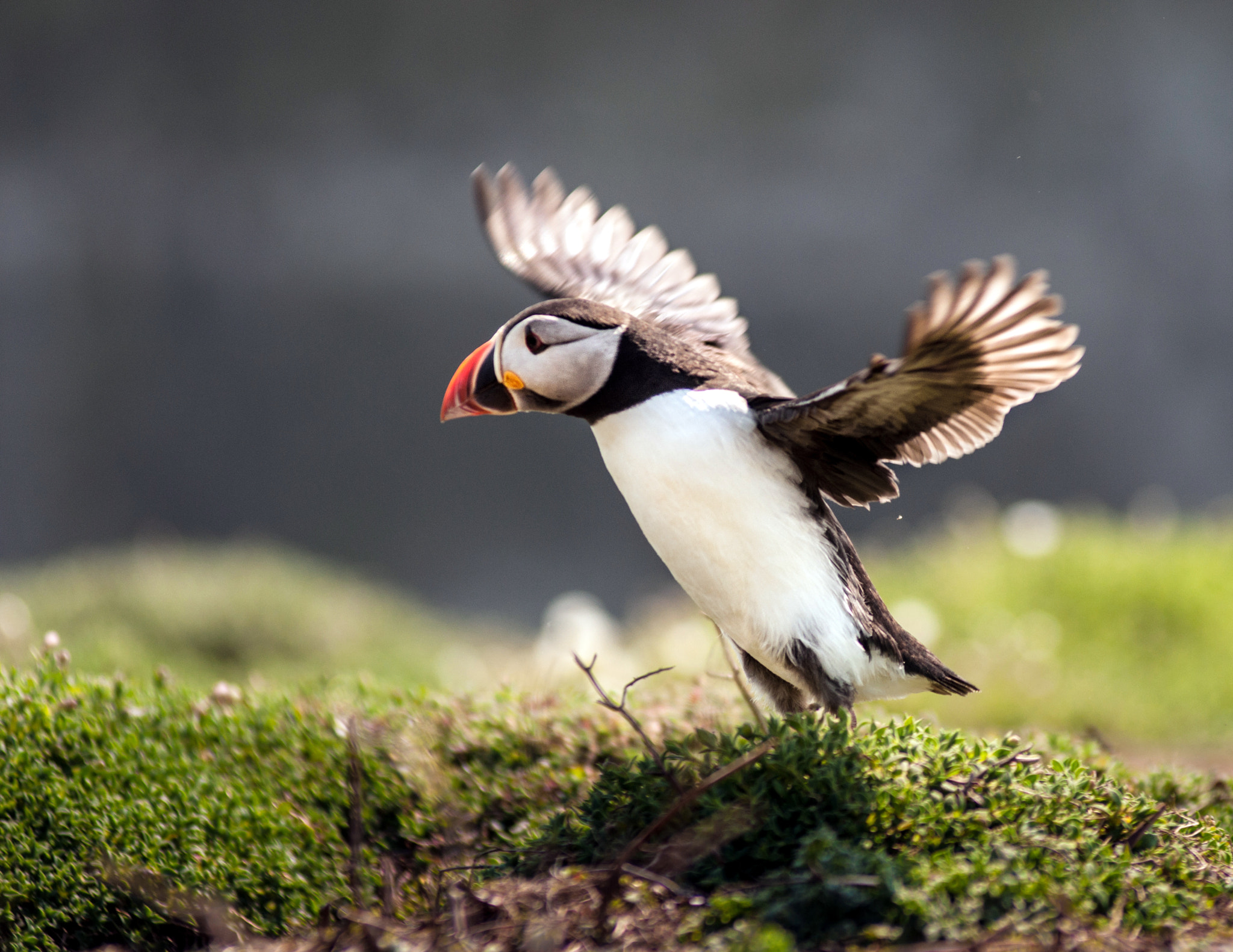 Nikon D90 + Nikon AF-Nikkor 80-200mm F2.8D ED sample photo. Flying puffin photography