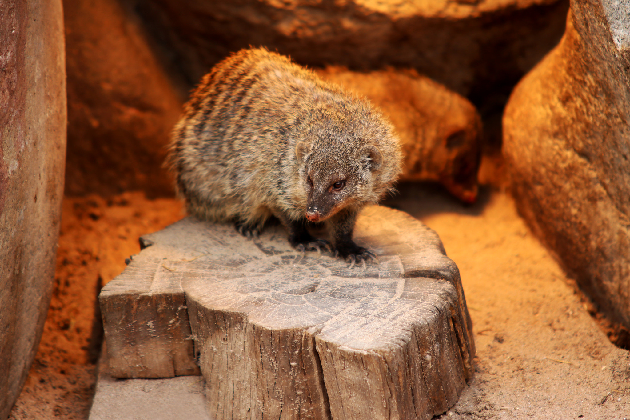 Canon EOS 750D (EOS Rebel T6i / EOS Kiss X8i) + Sigma 70-200mm F2.8 EX DG OS HSM sample photo. Banded mongoose animal black white isolated mamma photography