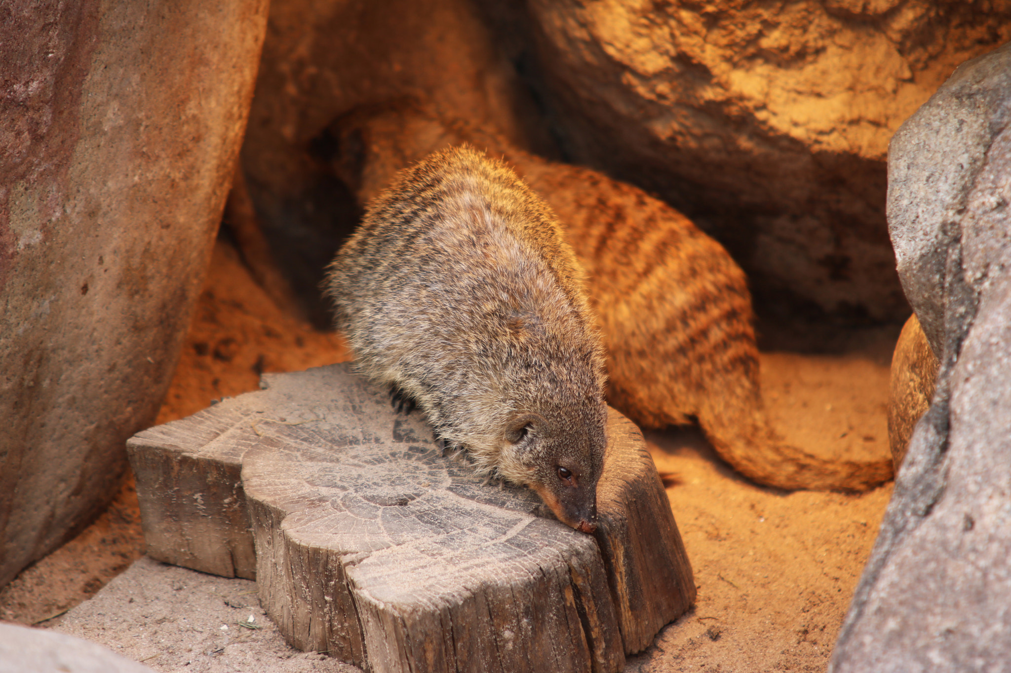 Canon EOS 750D (EOS Rebel T6i / EOS Kiss X8i) + Sigma 70-200mm F2.8 EX DG OS HSM sample photo. Banded mongoose animal black white isolated mamma photography