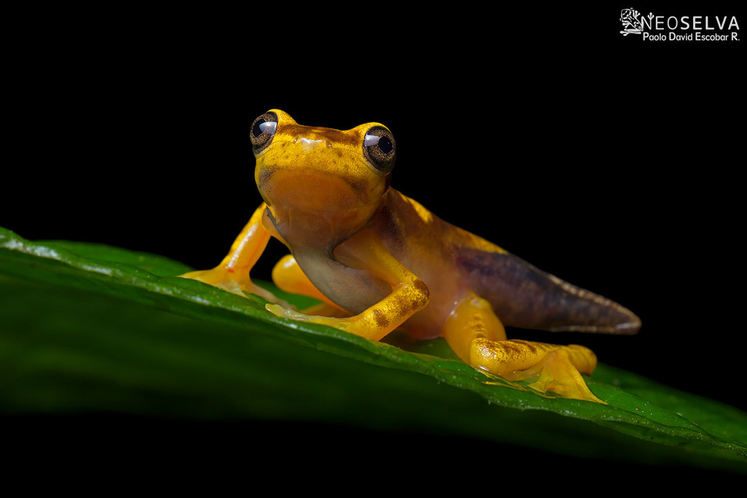 Canon EF 100mm F2.8L Macro IS USM sample photo. Neoselva tree frog hypsiboas picturatus photography