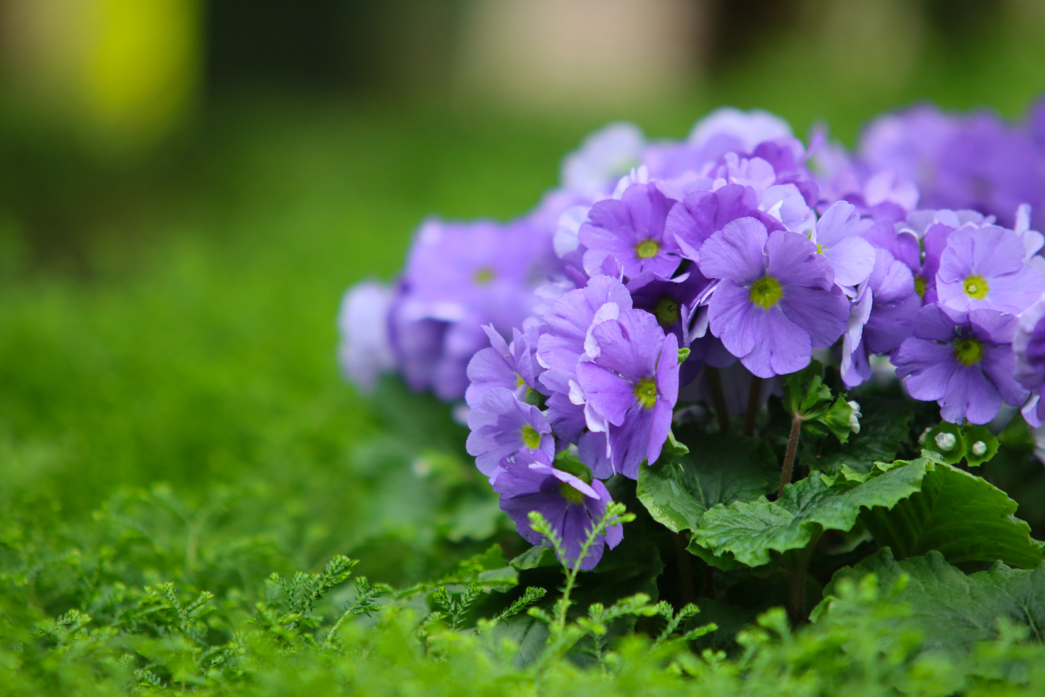 Canon EOS 750D (EOS Rebel T6i / EOS Kiss X8i) + Sigma 70-200mm F2.8 EX DG OS HSM sample photo. Petunias pink rose, yellow daffodil,pansies, snap photography