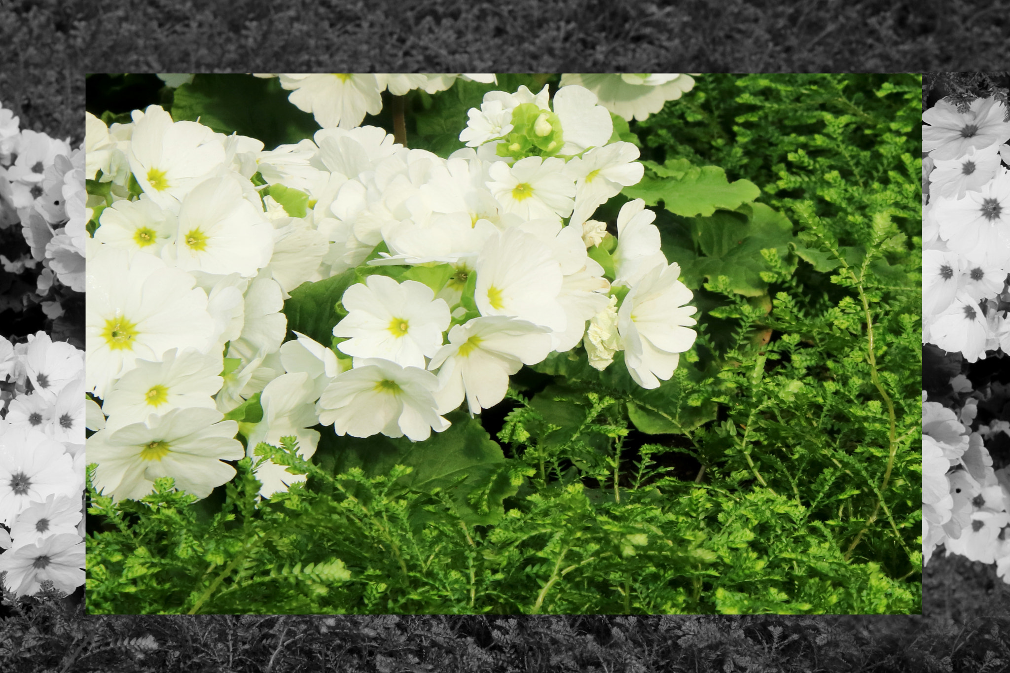 Canon EOS 750D (EOS Rebel T6i / EOS Kiss X8i) + Sigma 70-200mm F2.8 EX DG OS HSM sample photo. Petunias pink rose, yellow daffodil,pansies, snap photography