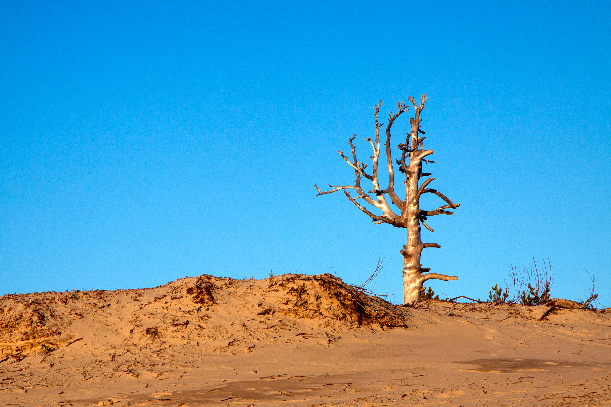 Canon EOS 50D sample photo. One dead tree photography