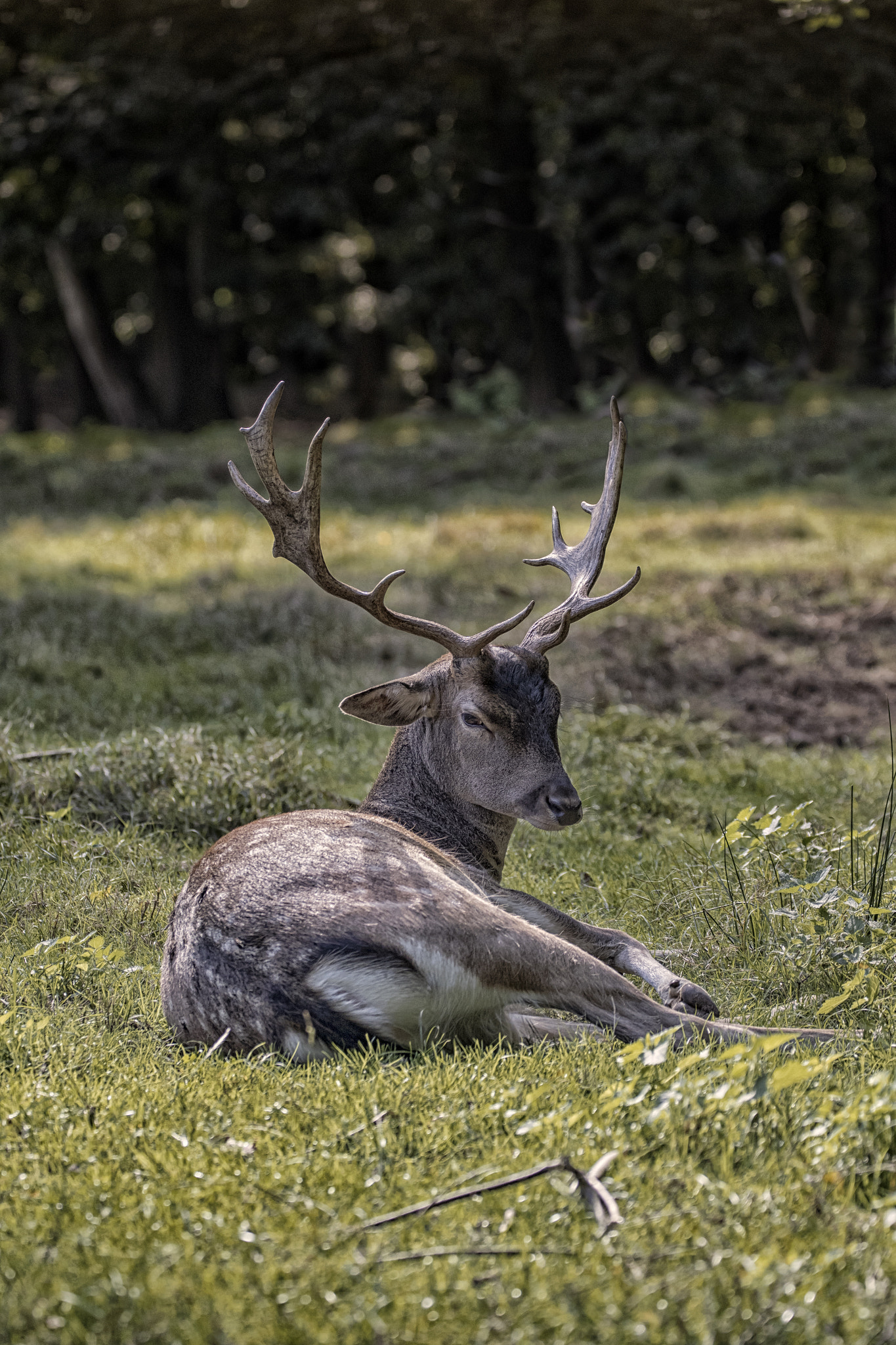 Canon EF 70-300mm F4-5.6L IS USM sample photo. Fallow deer photography