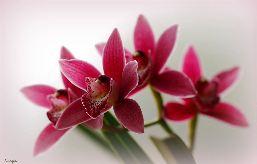 Canon EF 100mm F2.8L Macro IS USM sample photo. Red photography