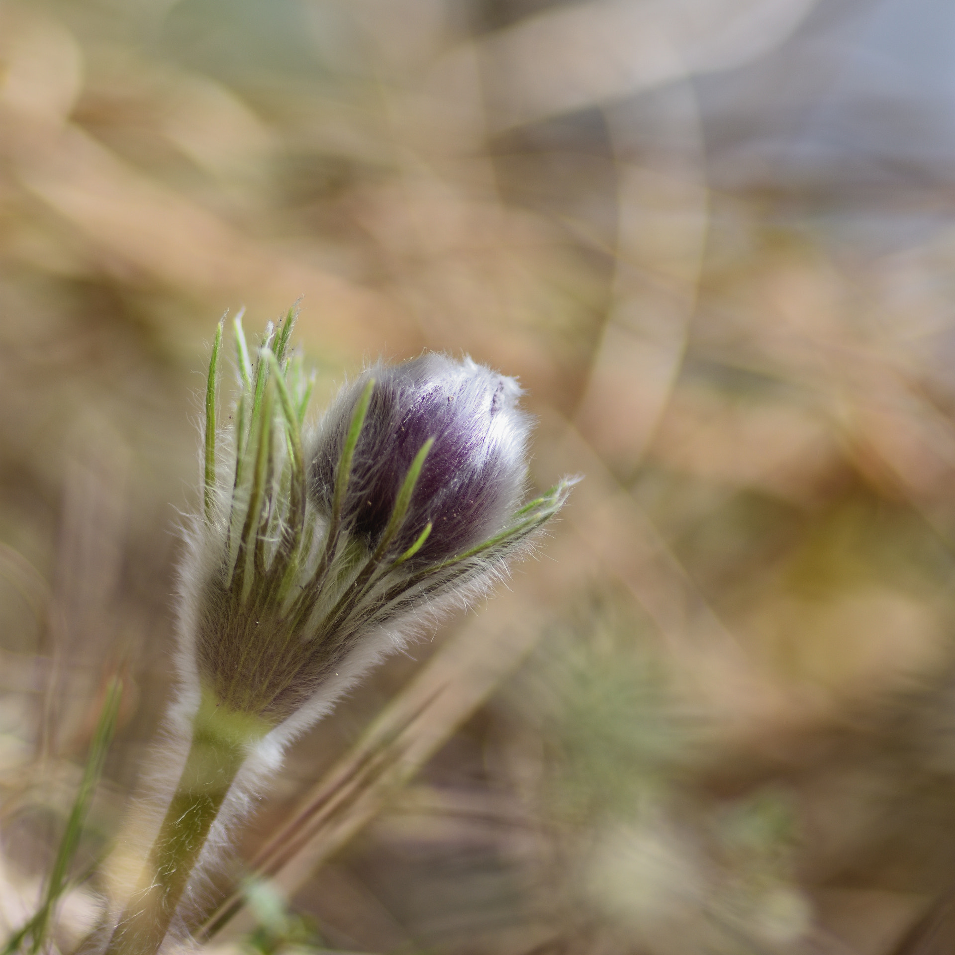 Nikon D7200 sample photo. Anémone photography