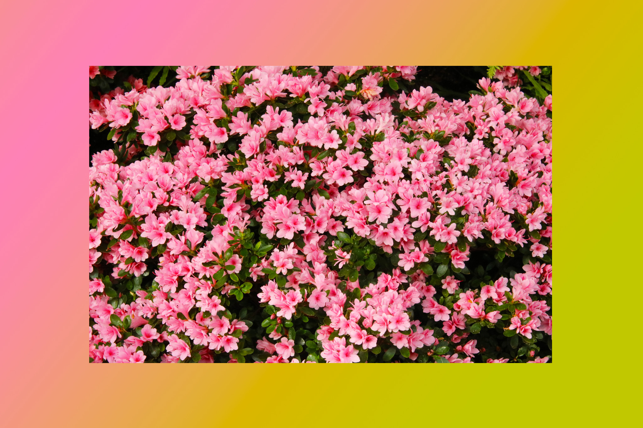 Sigma 70-200mm F2.8 EX DG OS HSM sample photo. Petunias pink rose, yellow daffodil,pansies, snap photography