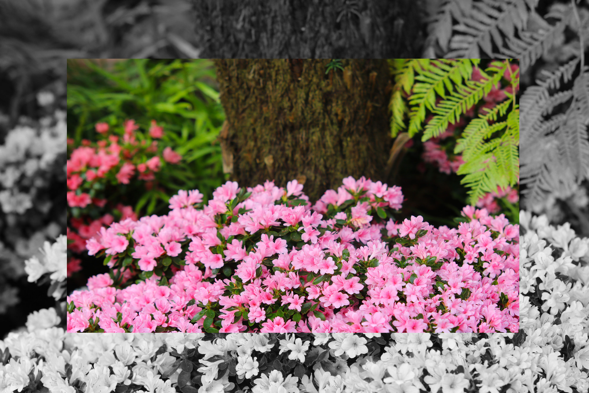 Canon EOS 750D (EOS Rebel T6i / EOS Kiss X8i) + Sigma 70-200mm F2.8 EX DG OS HSM sample photo. Petunias pink rose, yellow daffodil,pansies, snap photography