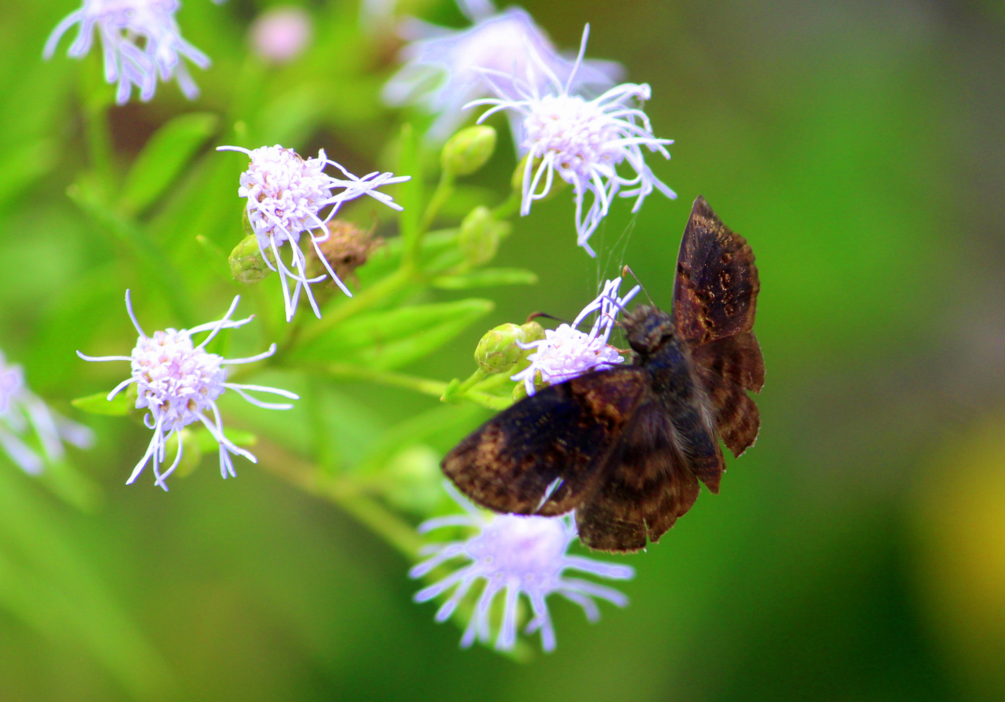 Canon EF-S 55-250mm F4-5.6 IS II sample photo. Butterfly photography