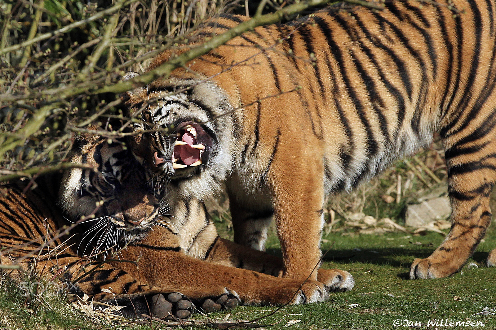 Canon EF 300mm F2.8L IS II USM sample photo. Sumatran tiger photography