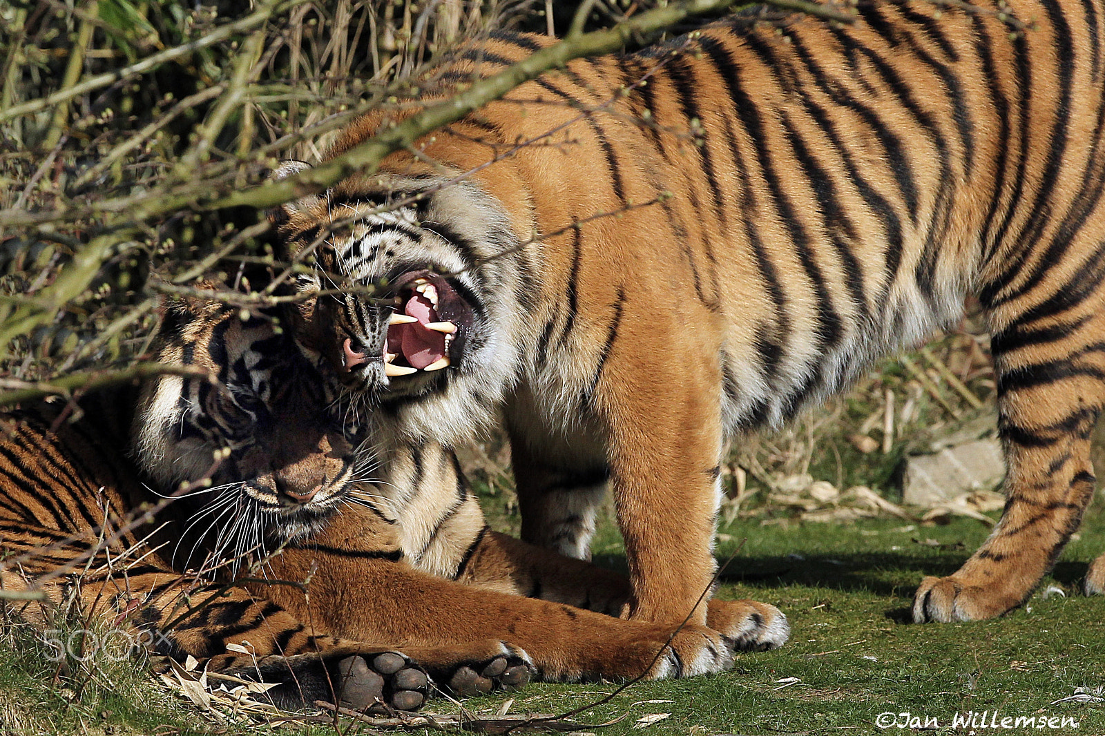 Canon EOS-1D Mark IV + Canon EF 300mm F2.8L IS II USM sample photo. Sumatran tiger photography