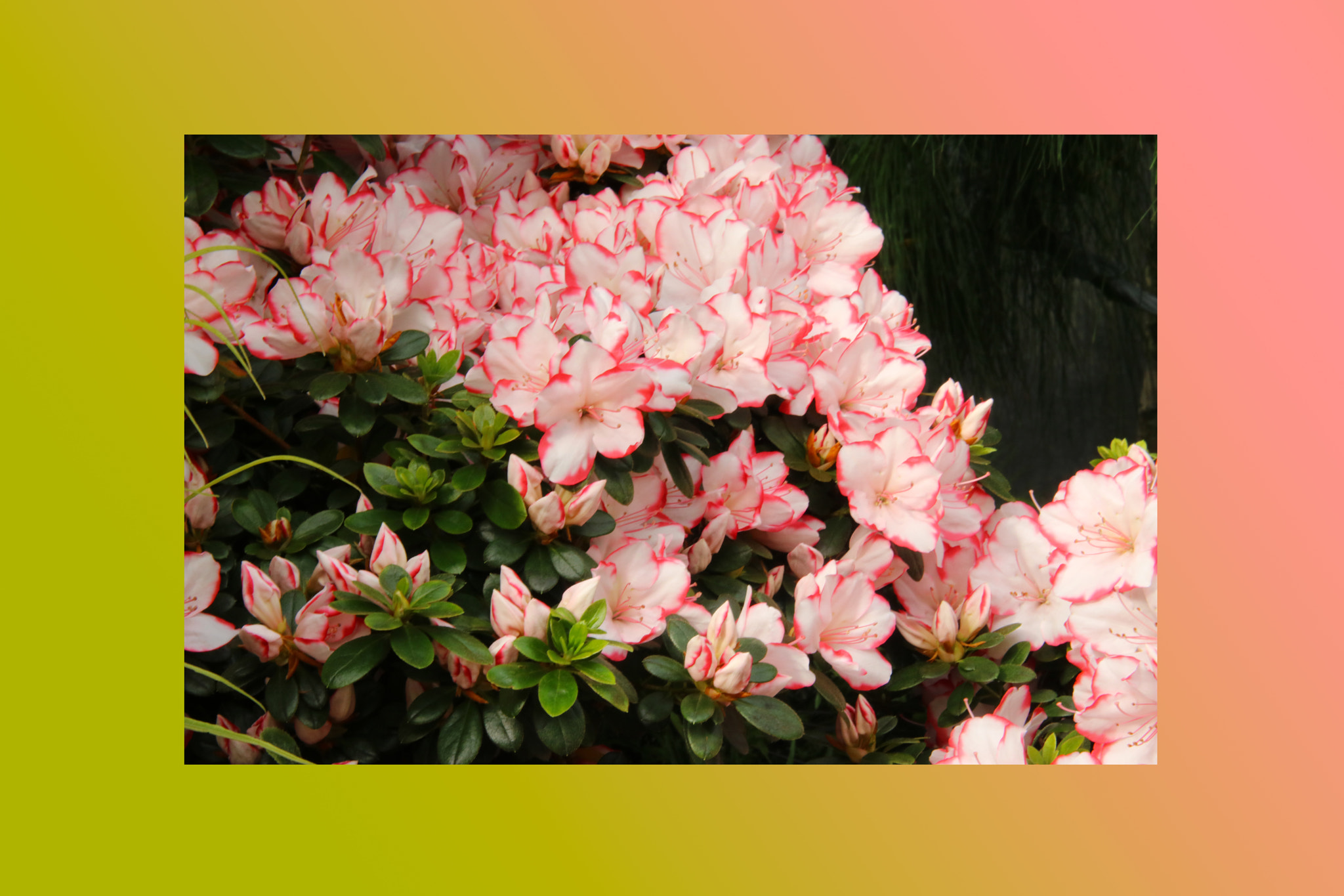 Sigma 70-200mm F2.8 EX DG OS HSM sample photo. Petunias pink rose, yellow daffodil,pansies, snap photography