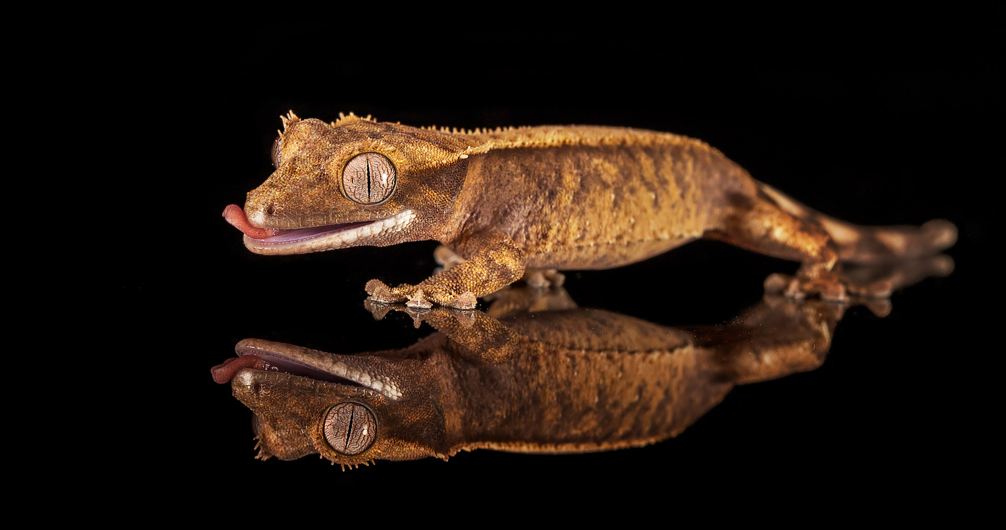 Canon EF 100mm F2.8L Macro IS USM sample photo. Hungry crested gecko.... photography
