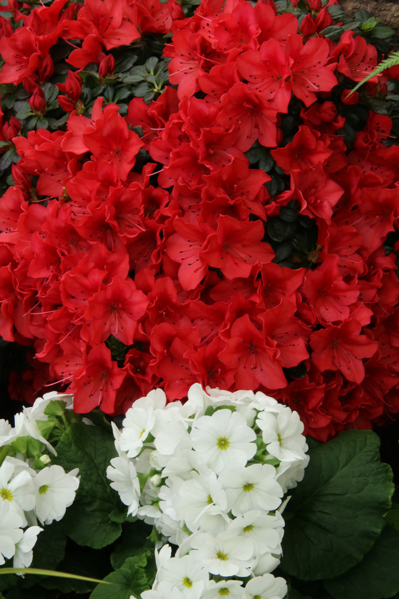 Sigma 70-200mm F2.8 EX DG OS HSM sample photo. Azalea red,petunias, yellow daffodil,pansies, snap photography