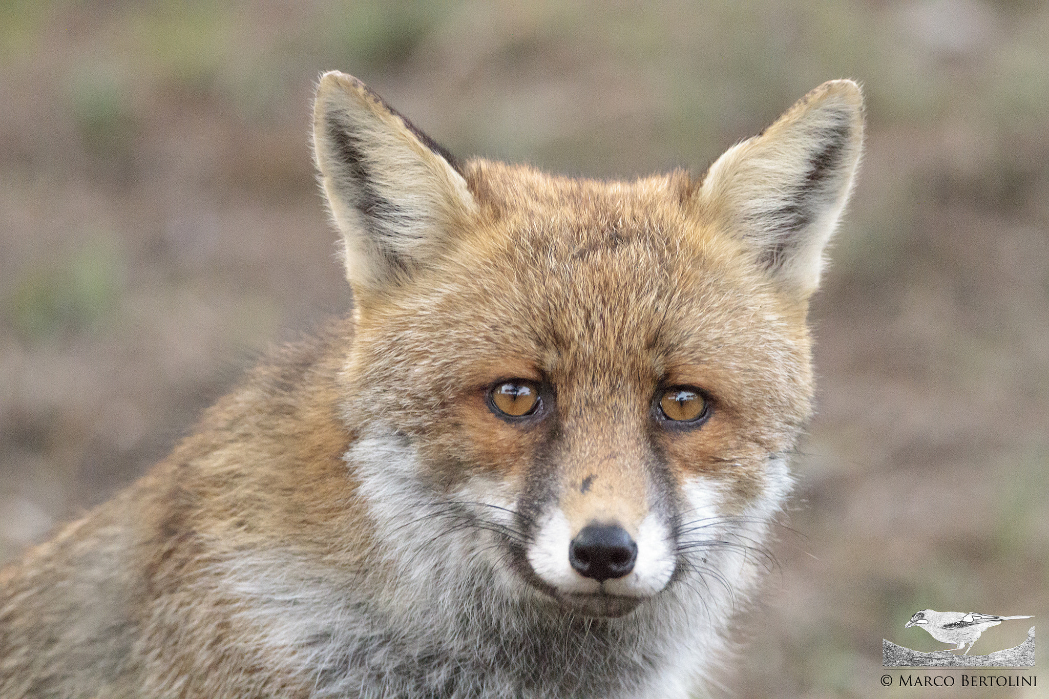 Tamron SP 150-600mm F5-6.3 Di VC USD sample photo. Fox potrait photography
