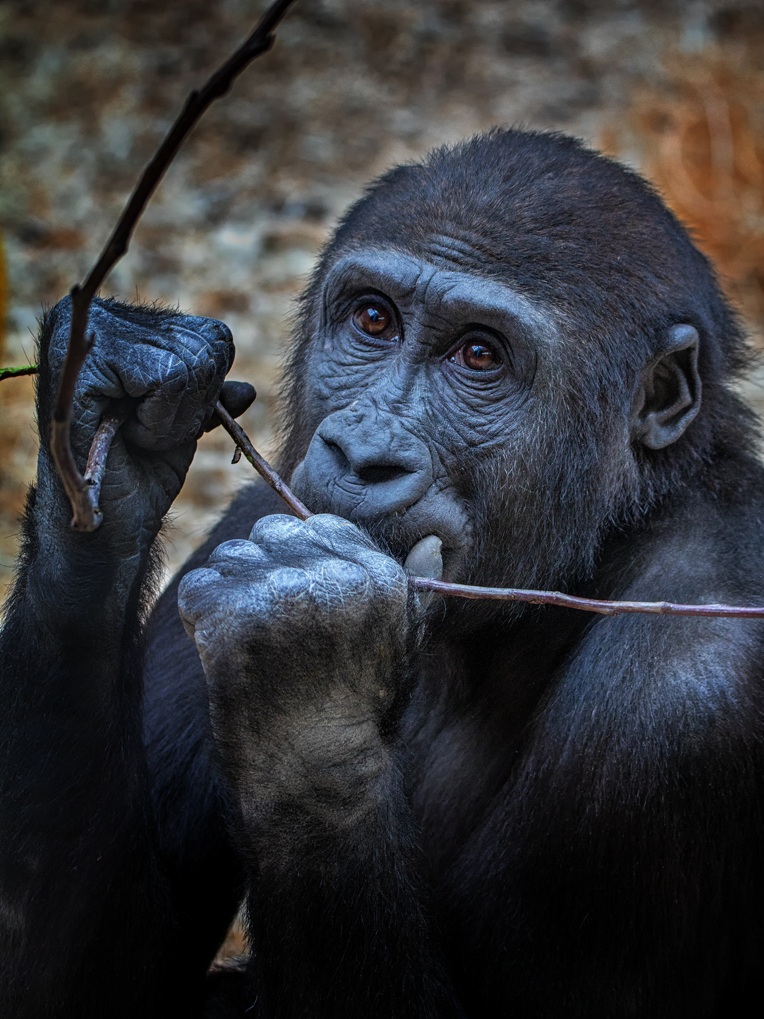 150-600mm F5-6.3 DG OS HSM | Contemporary 015 sample photo. Gorillas boy nuru... photography